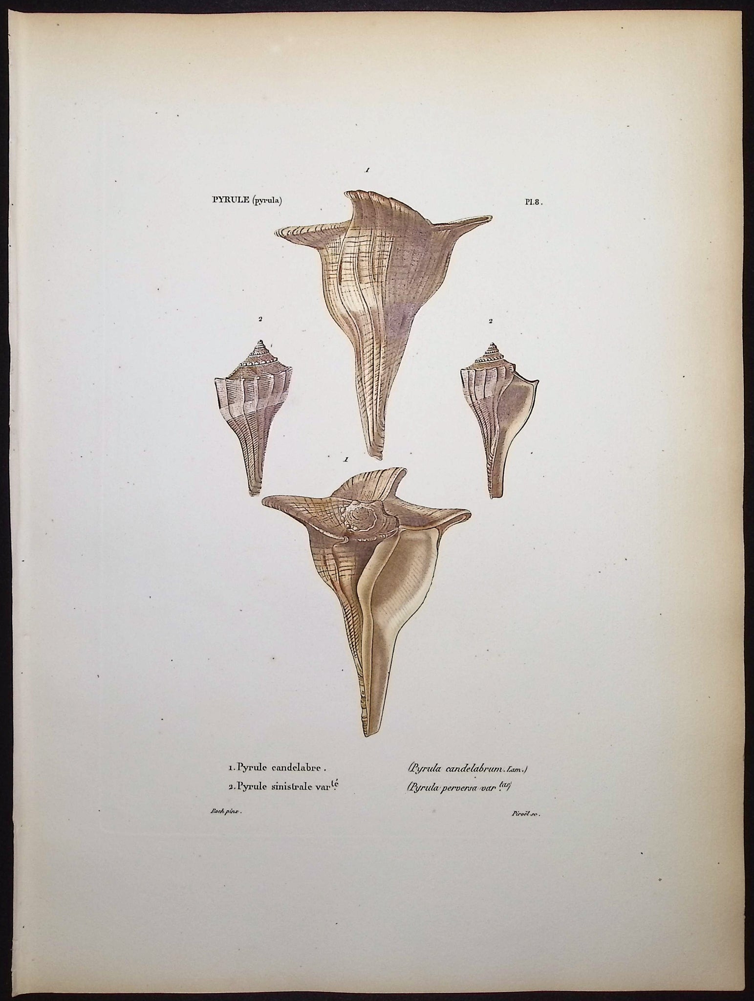 Shells
