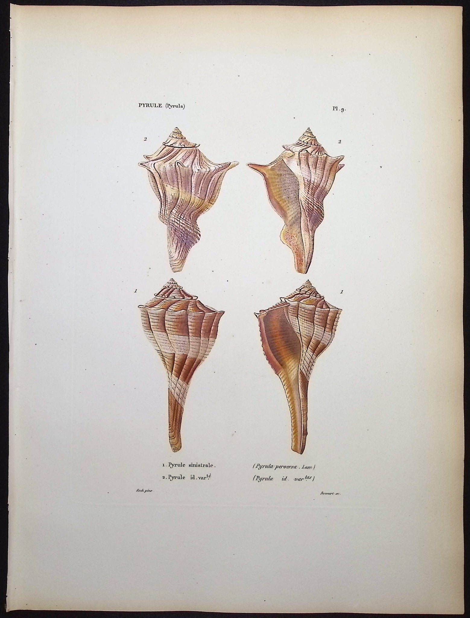 Shells