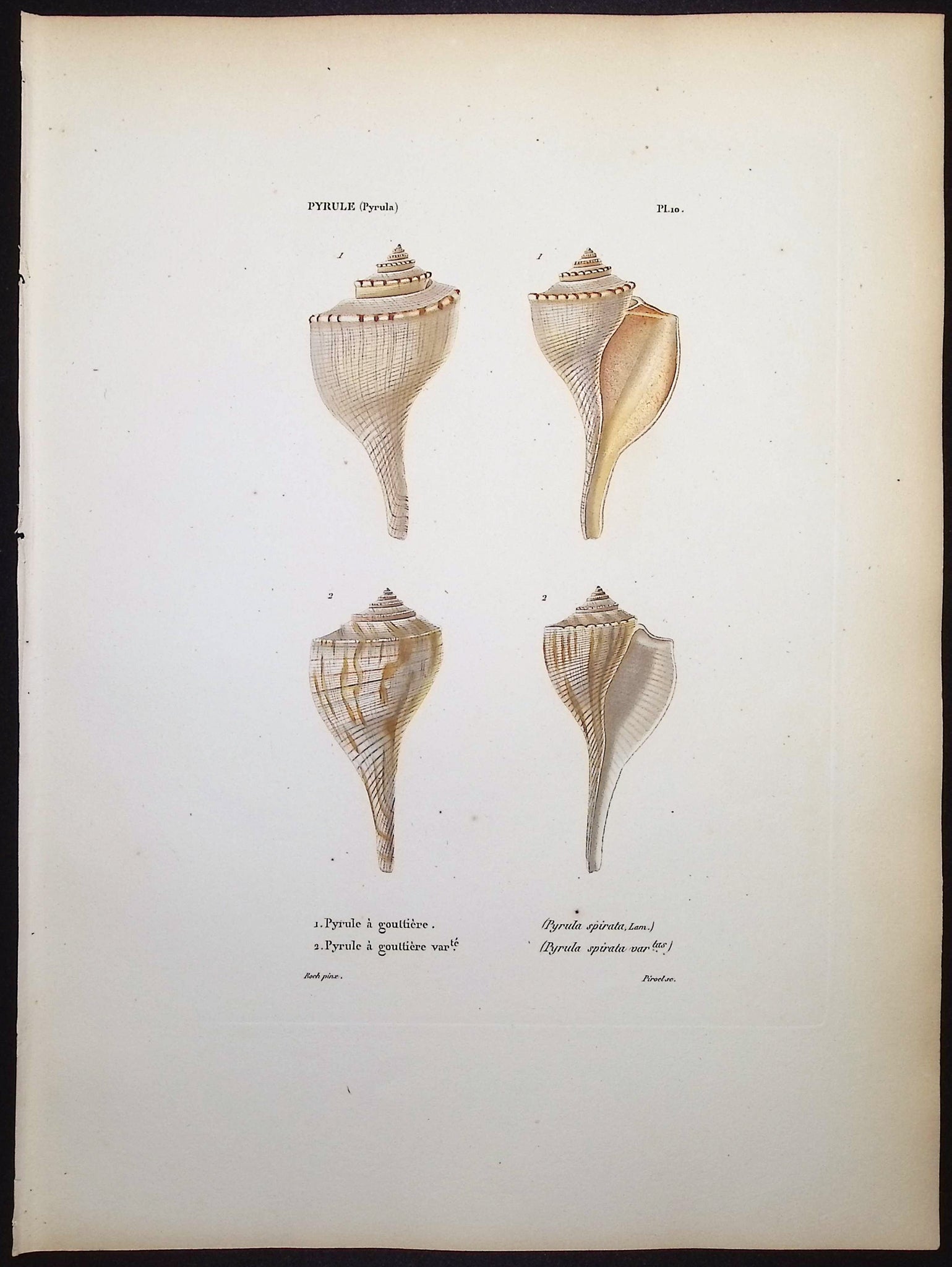 Shells