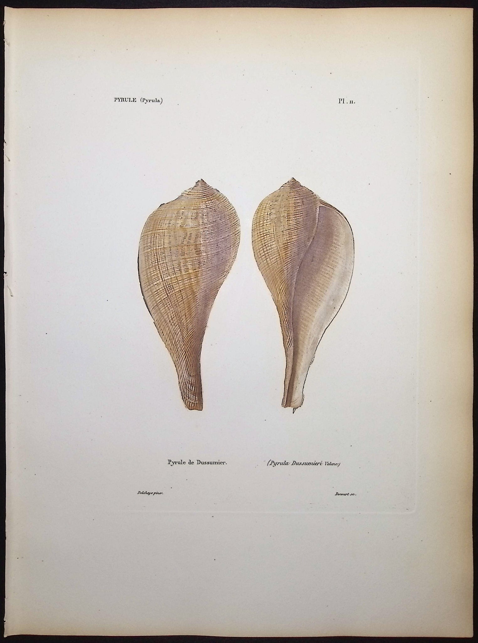 Shells
