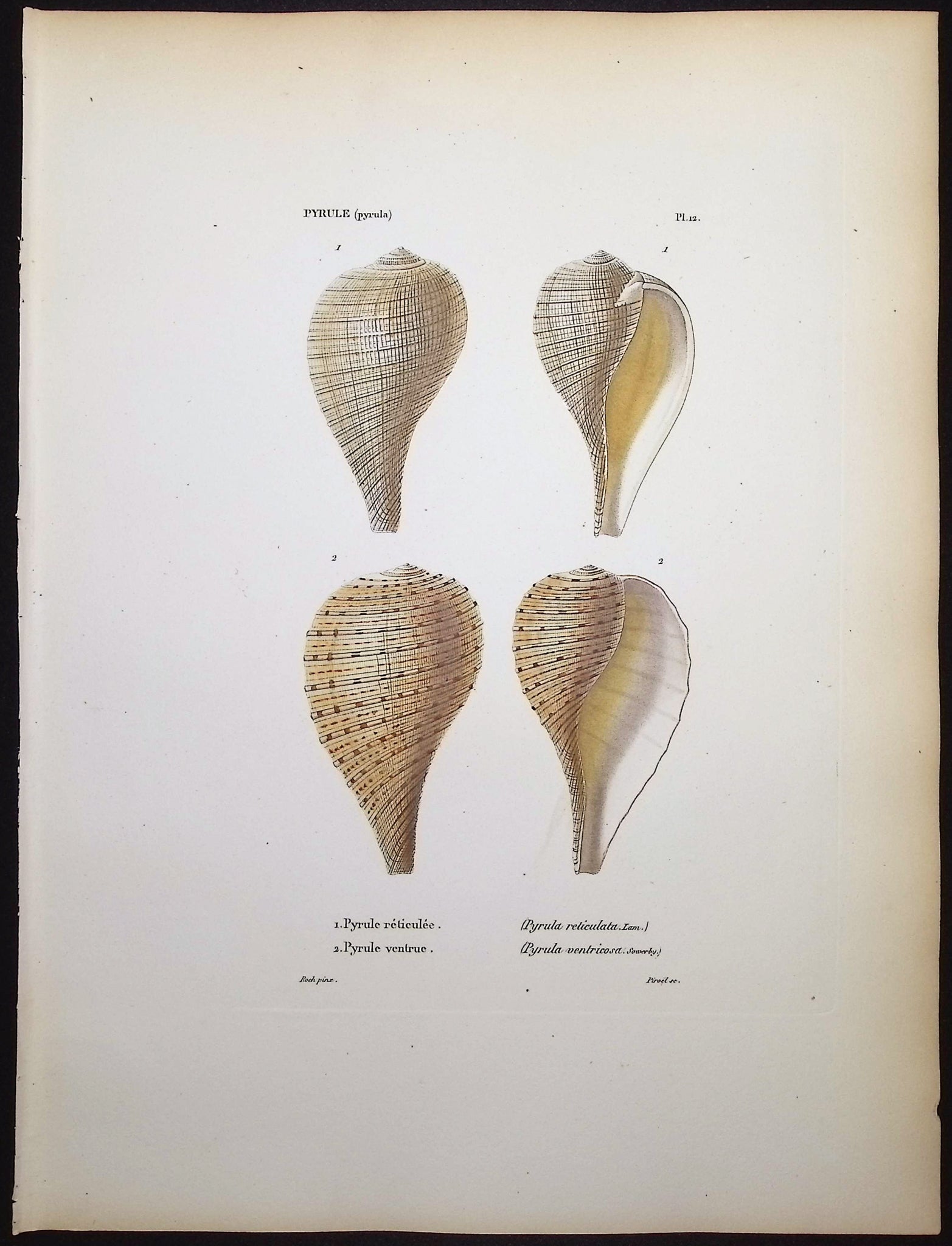 Shells