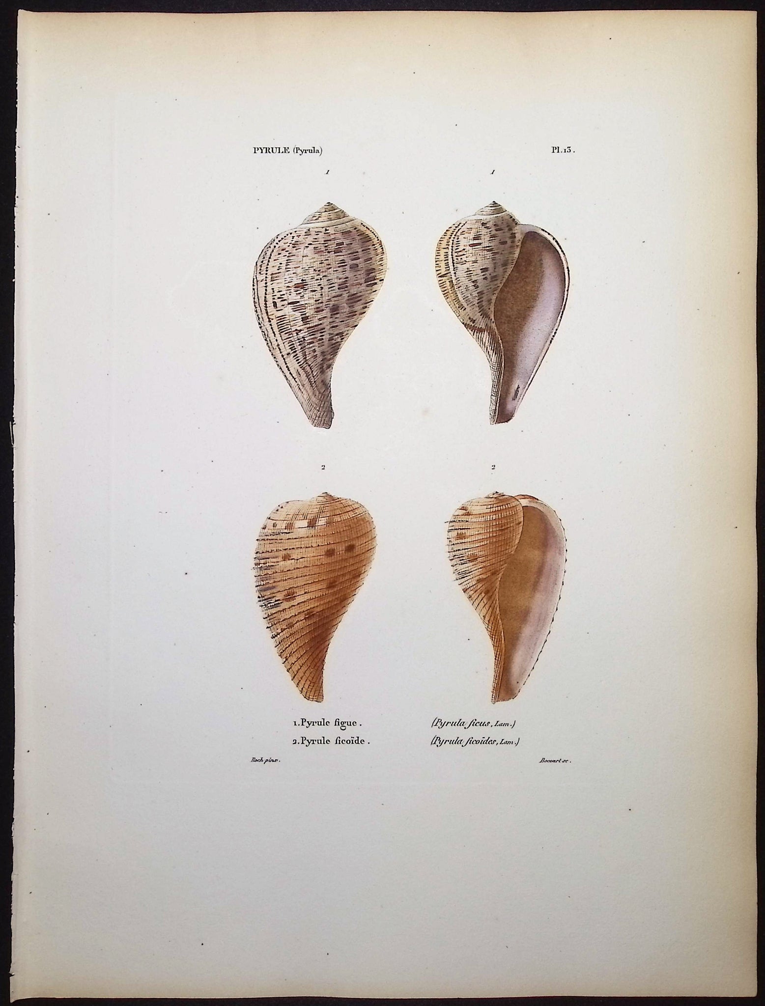 Shells