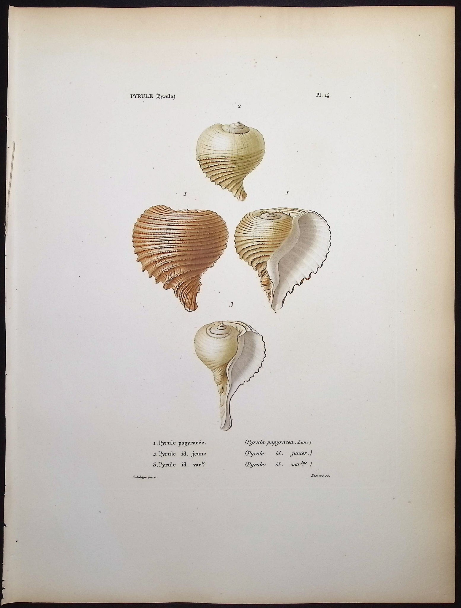 Shells