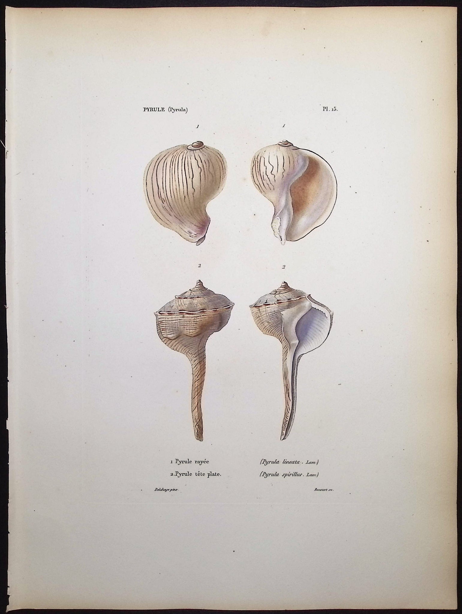 Shells