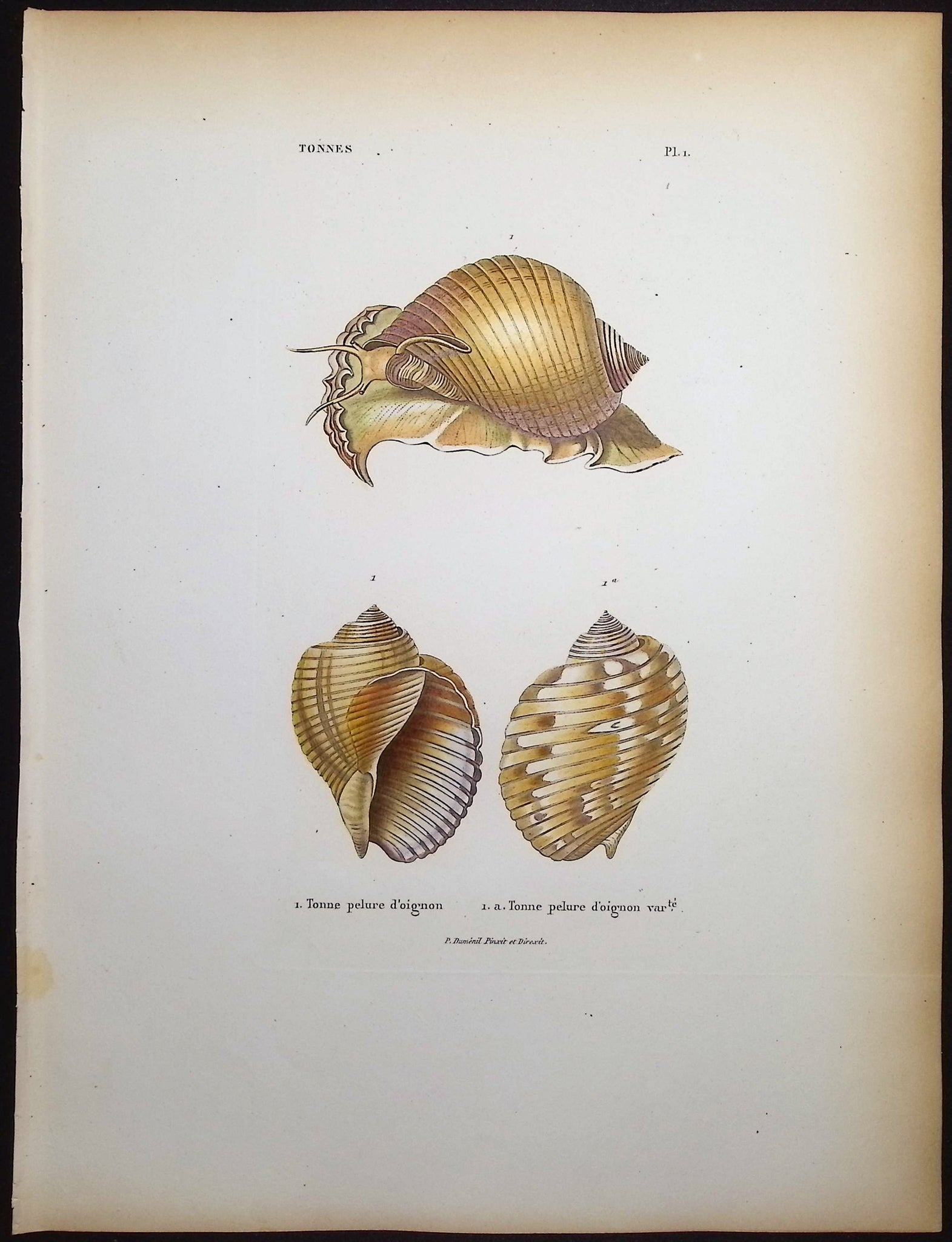 Shells