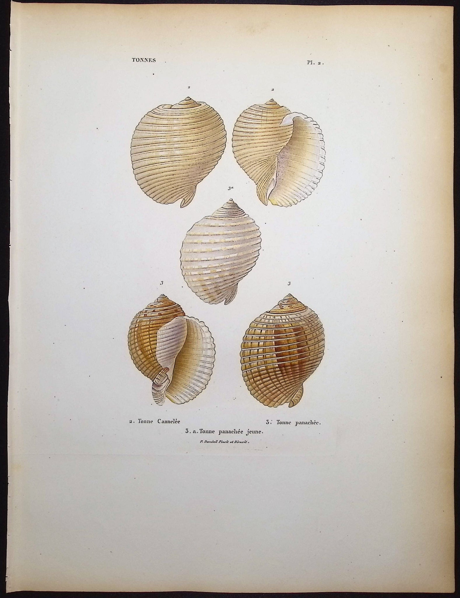 Shells
