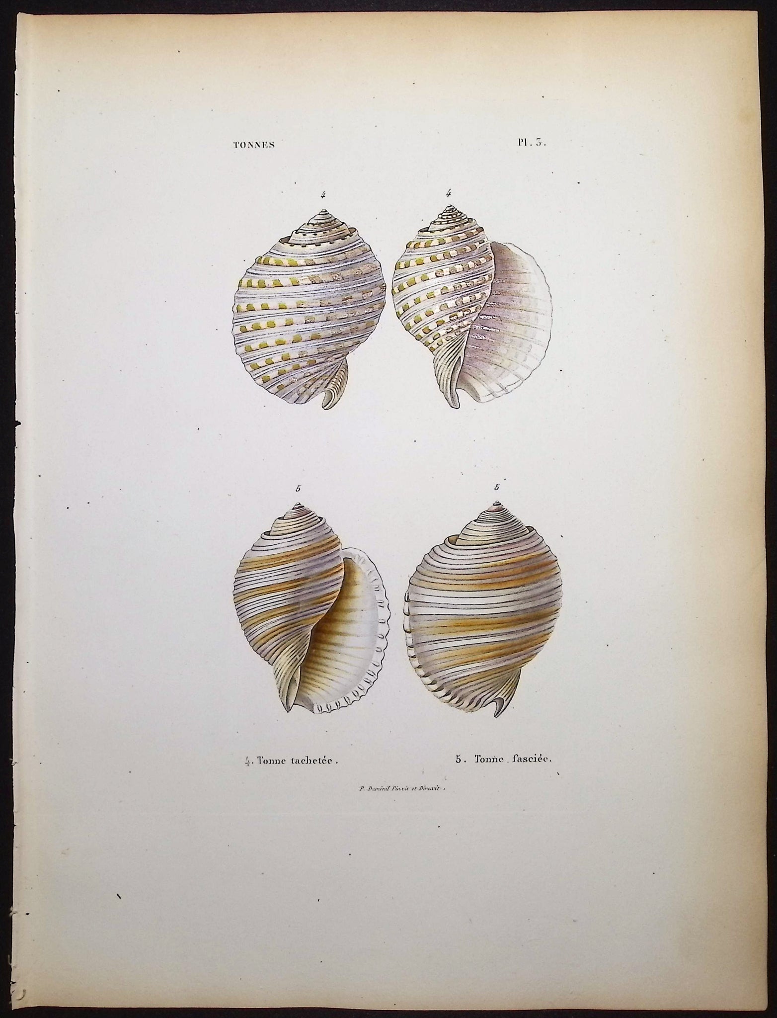 Shells