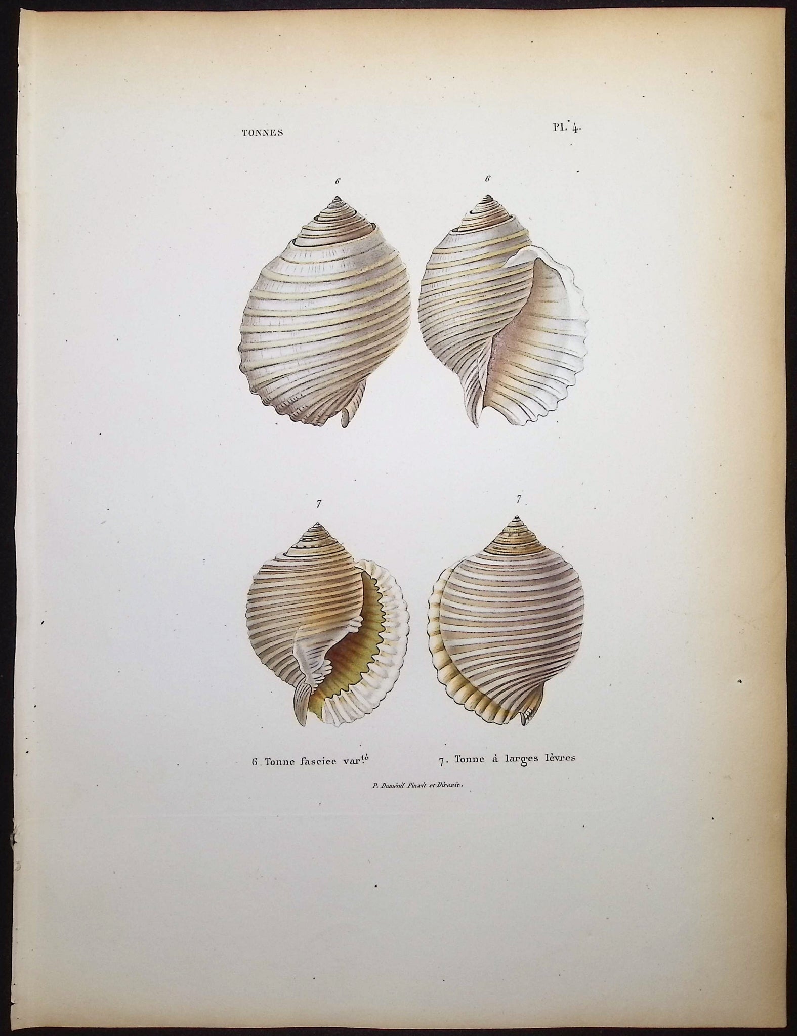 Shells