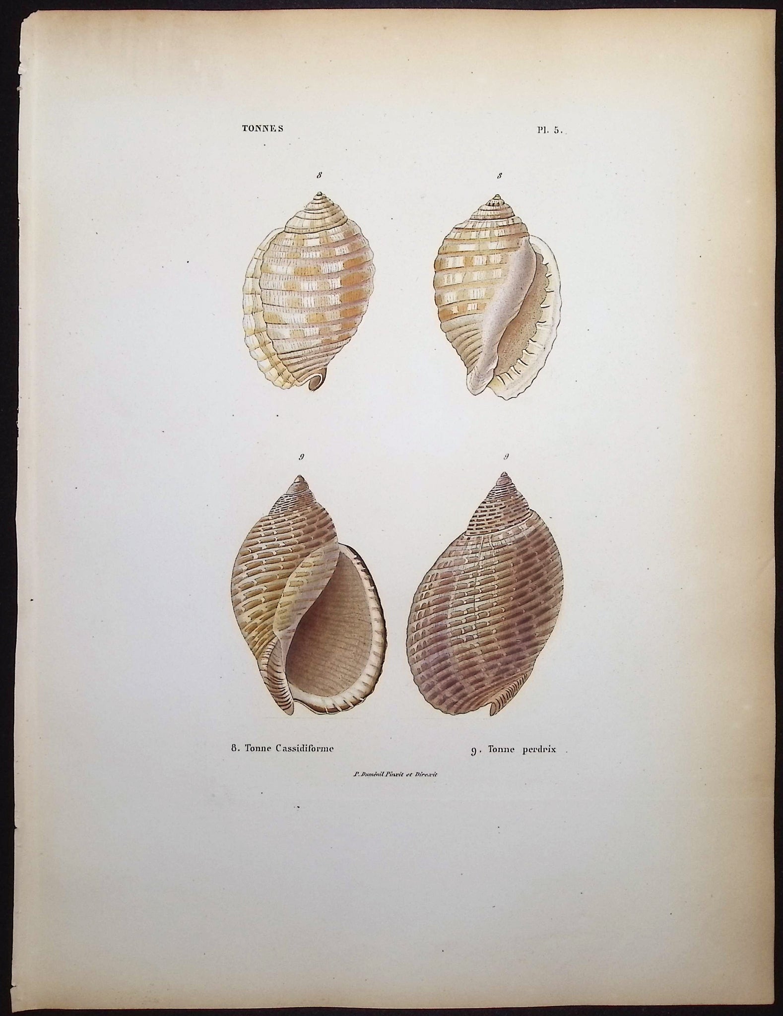 Shells
