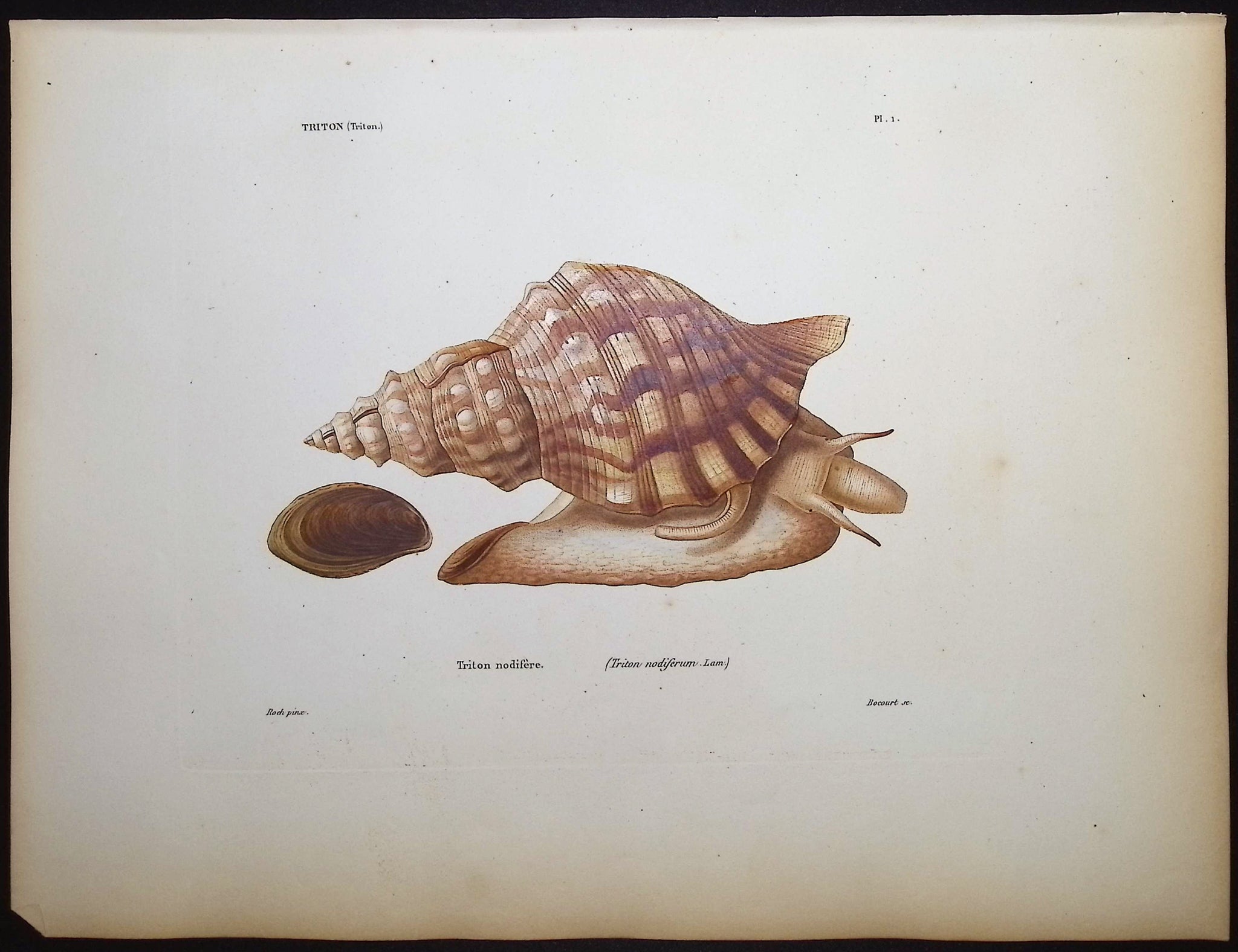 Shells