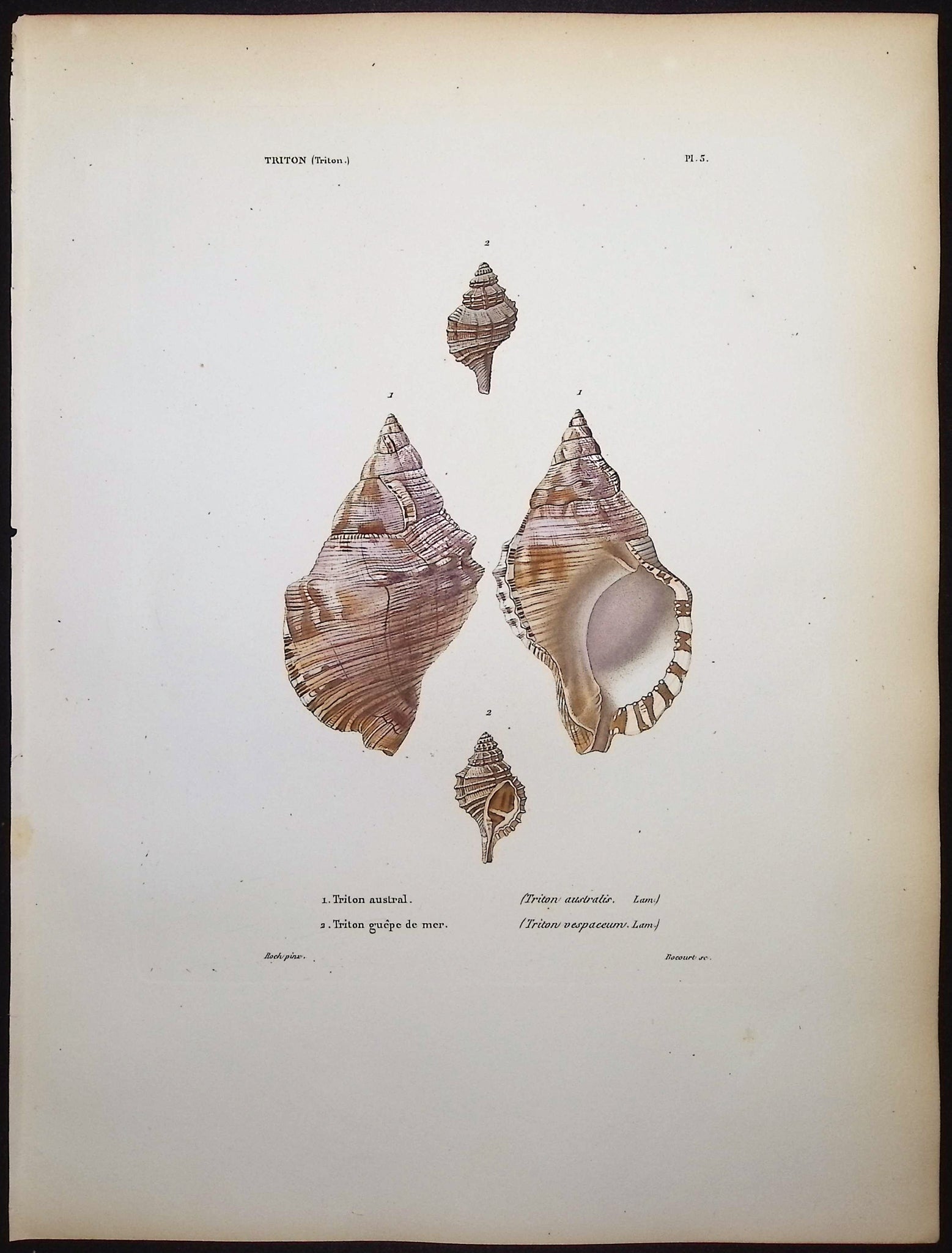 Shells