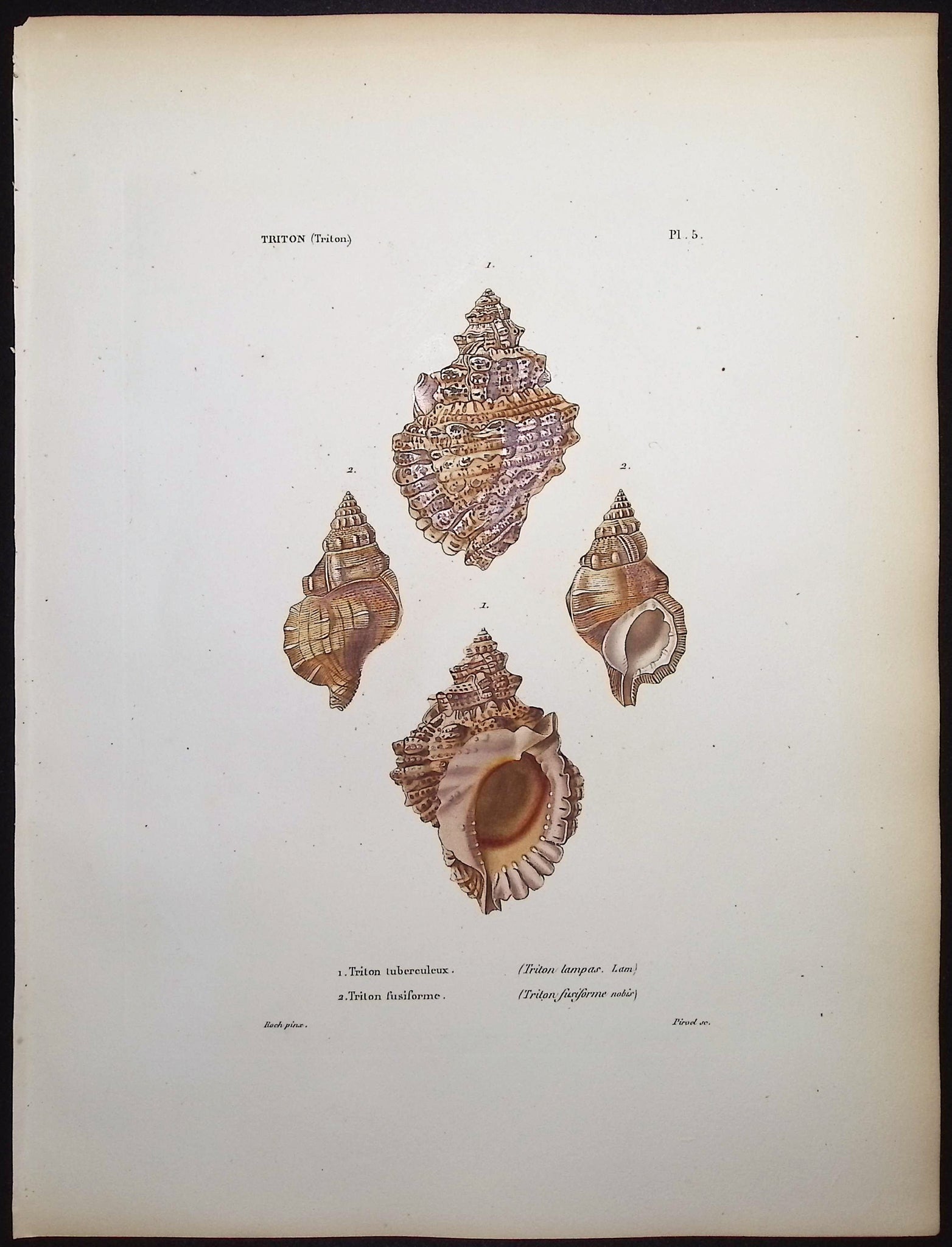 Shells