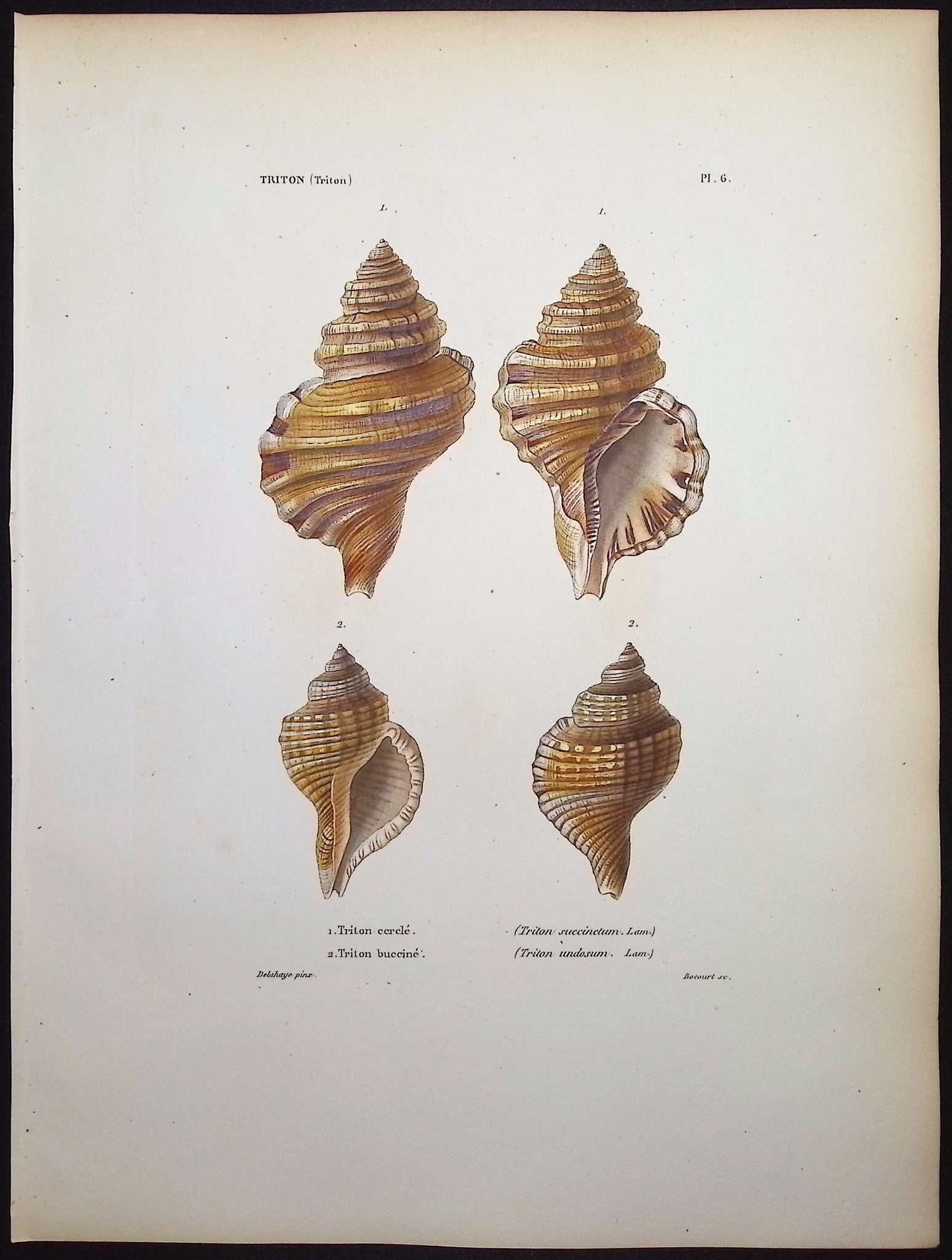 Shells