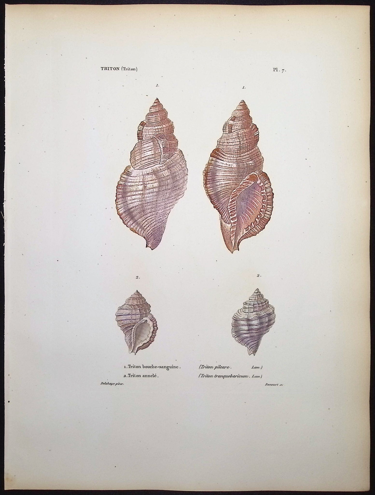 Shells