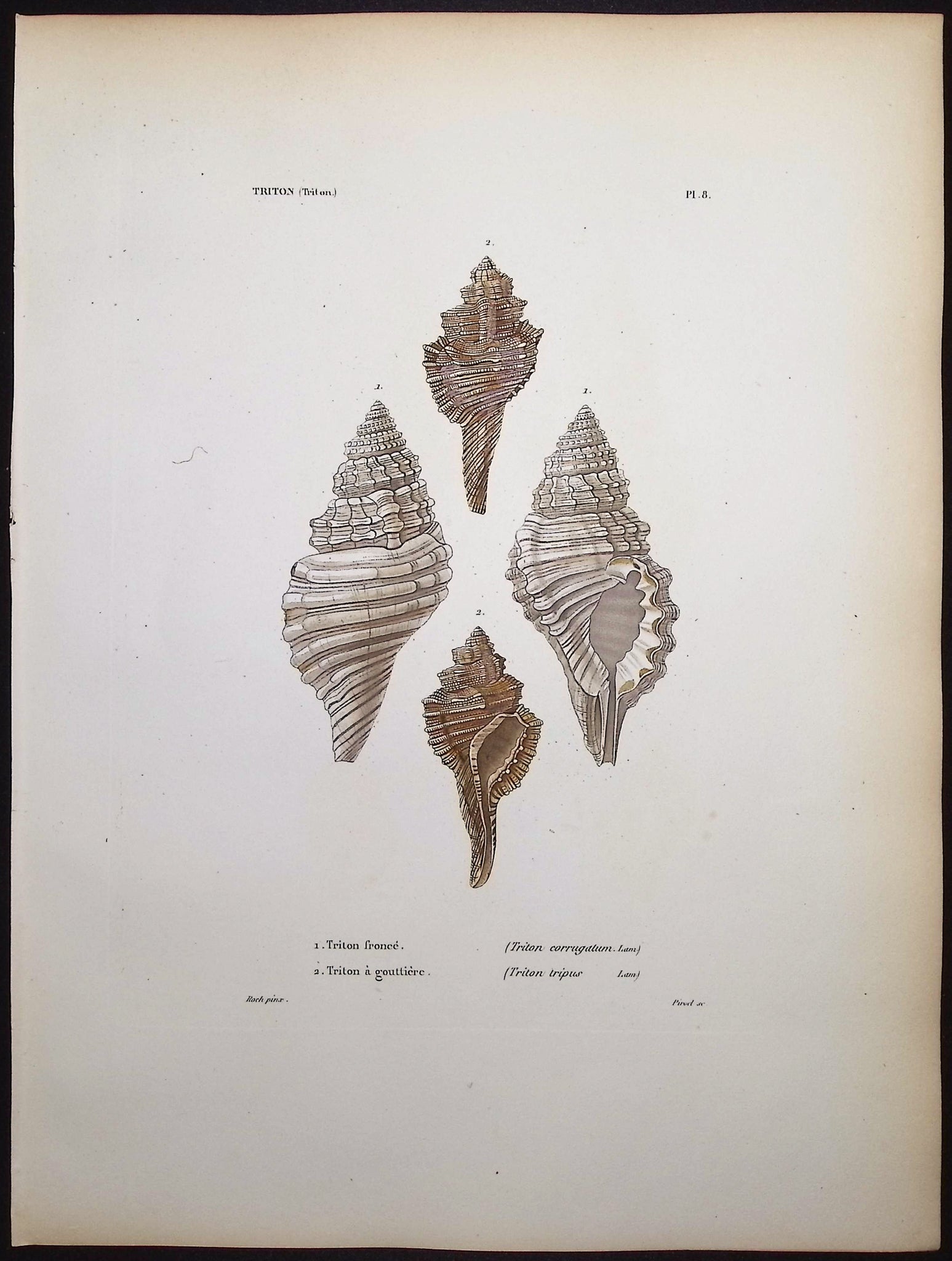 Shells