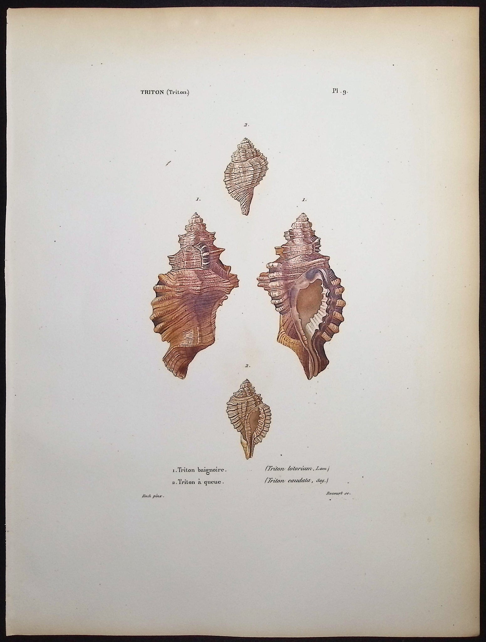 Shells