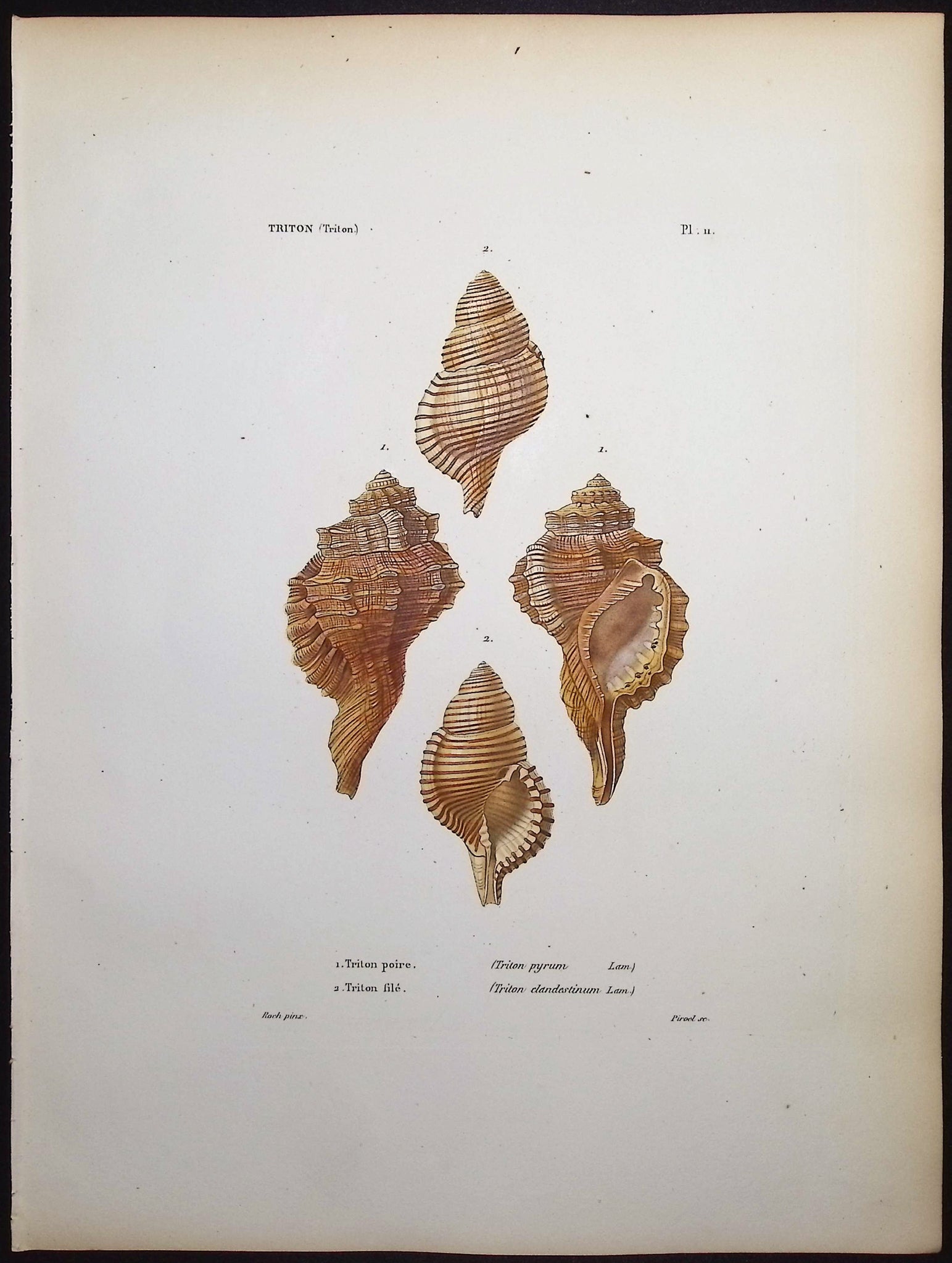 Shells