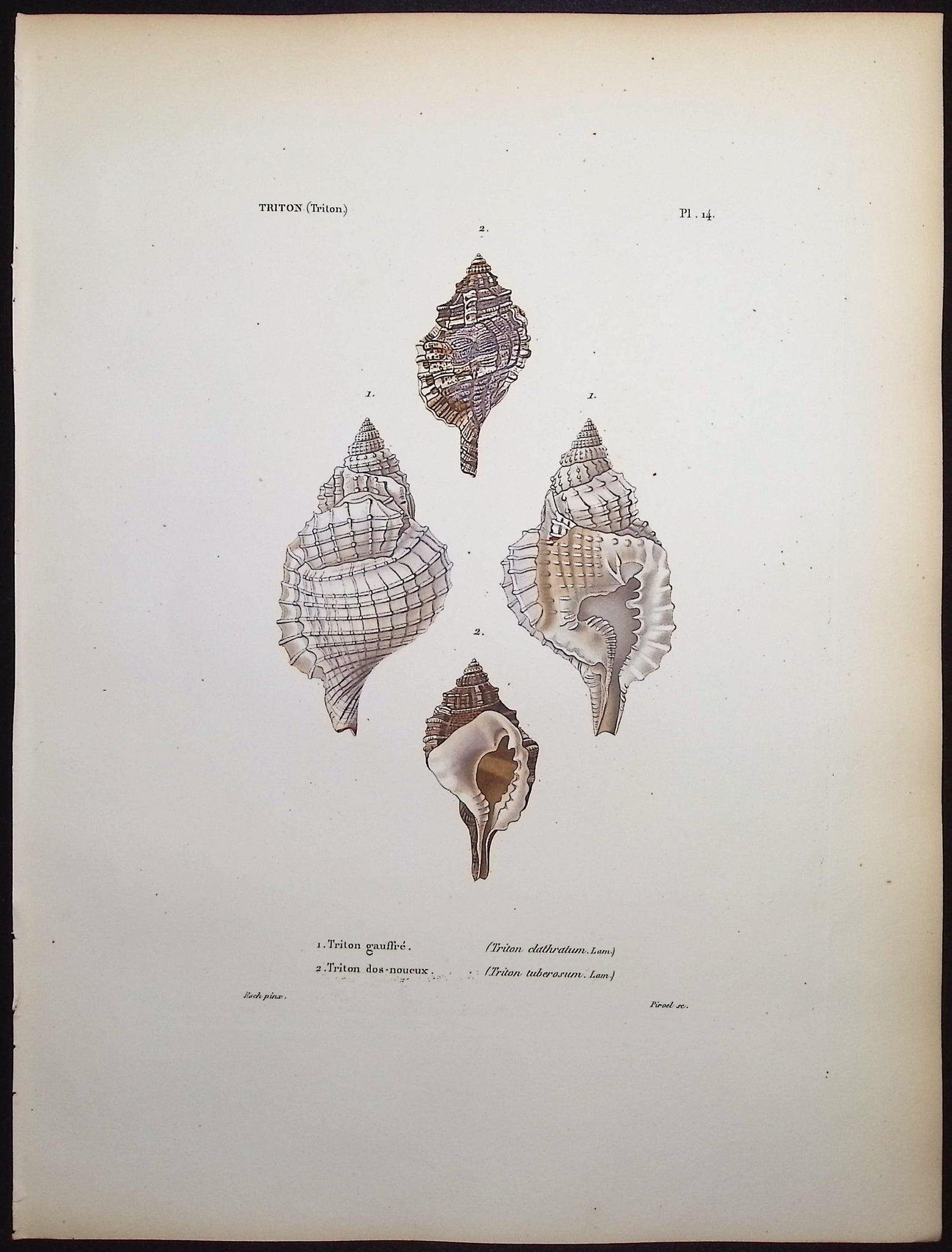 Shells