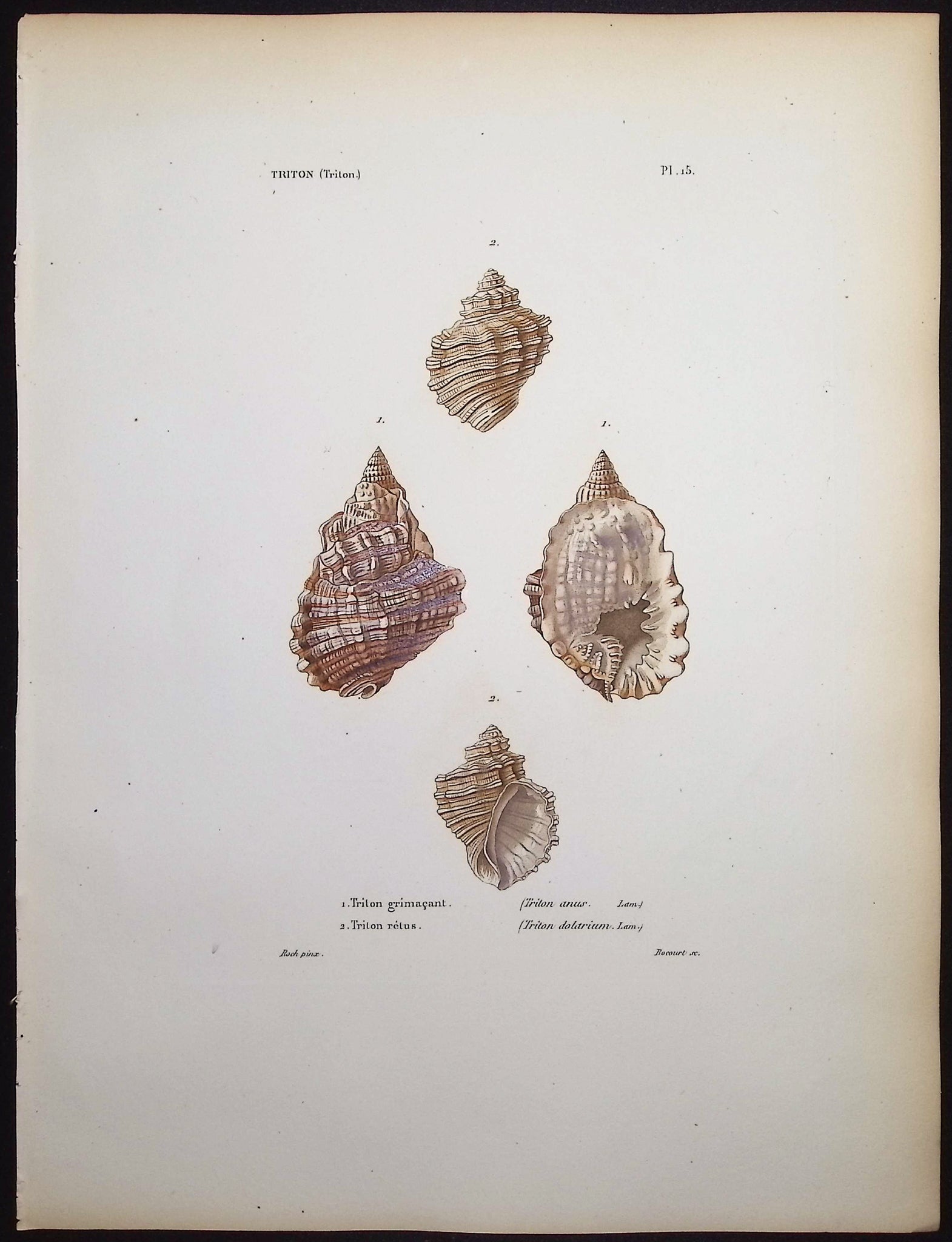 Shells