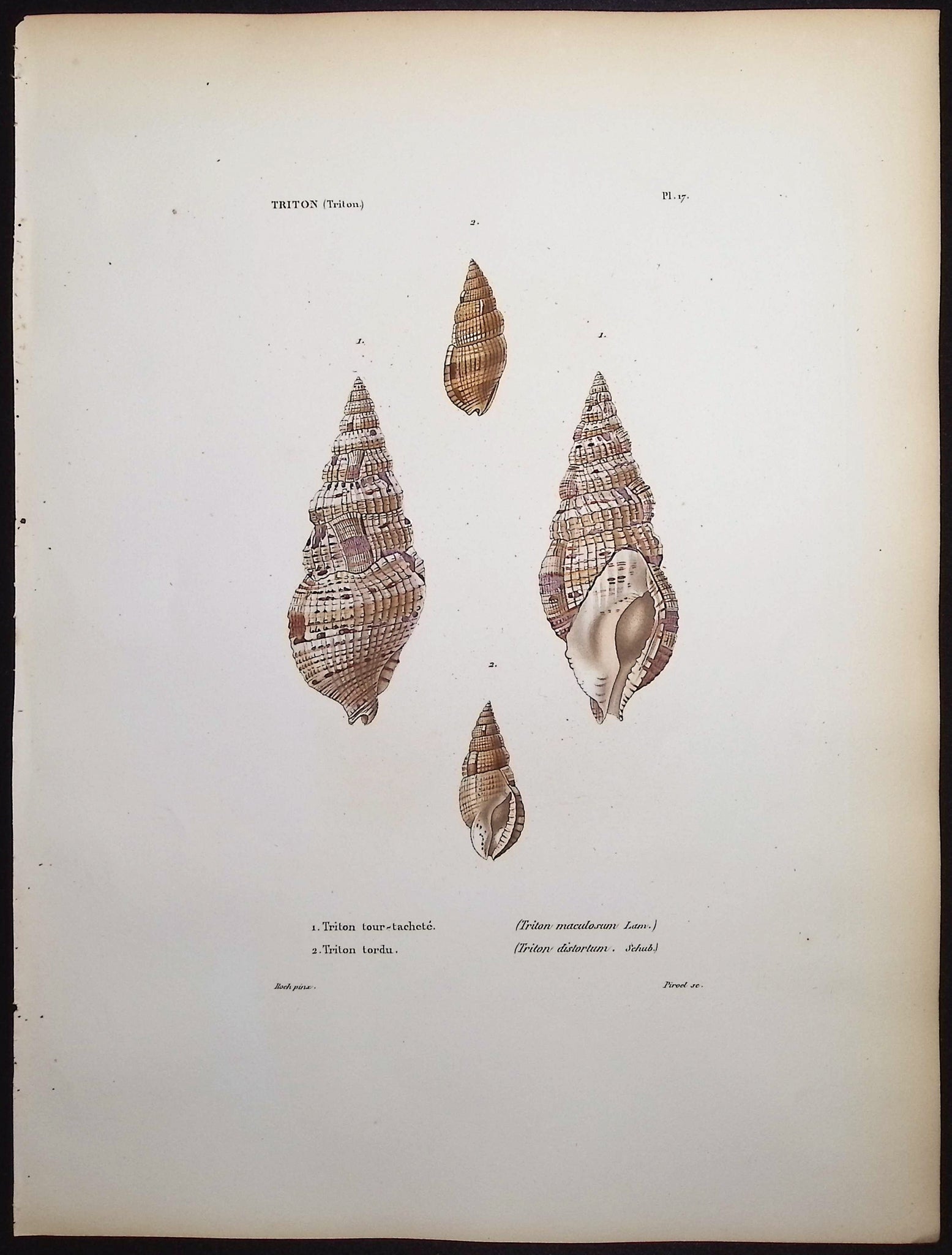 Shells