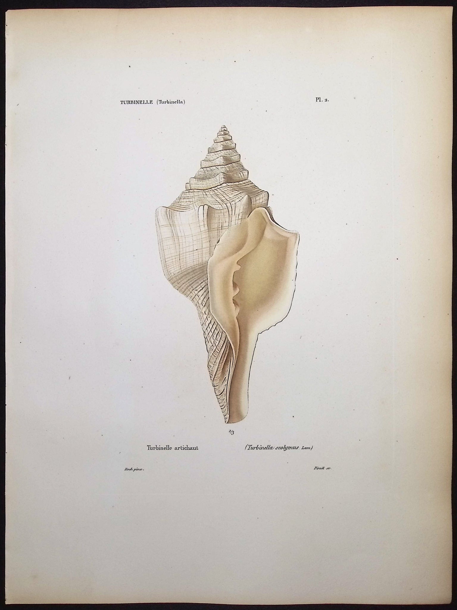 Shells