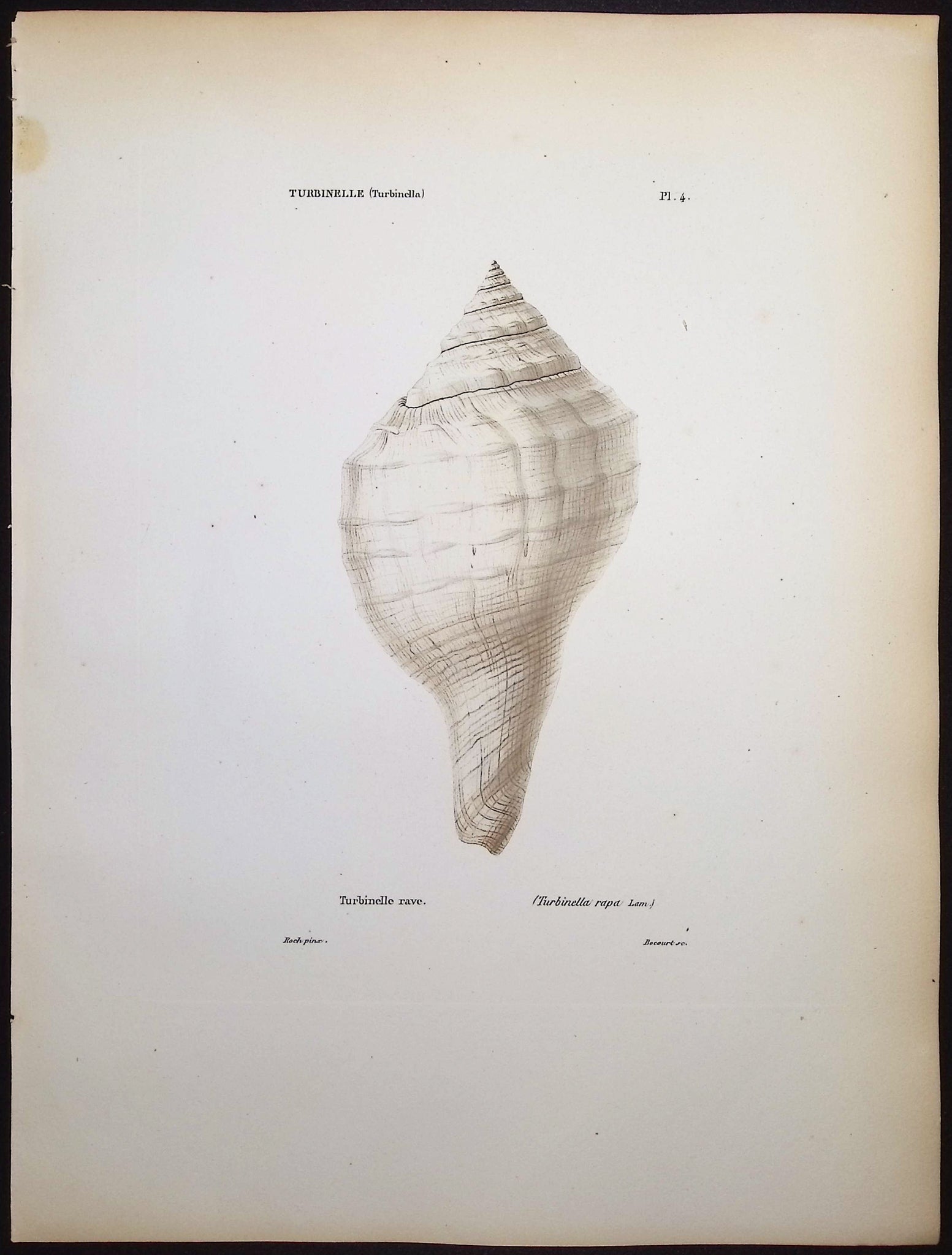 Shells