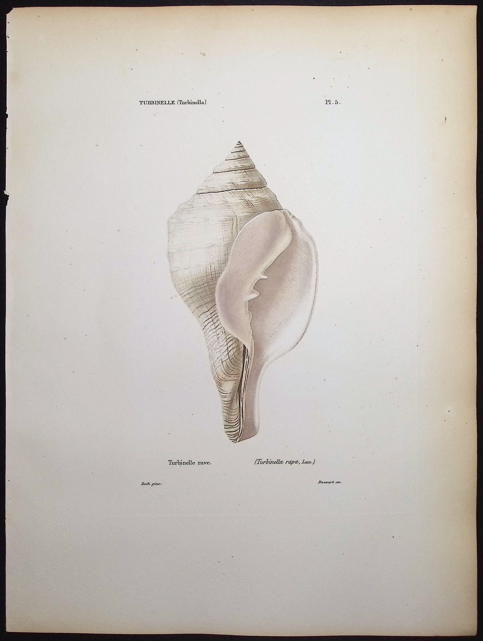 Shells