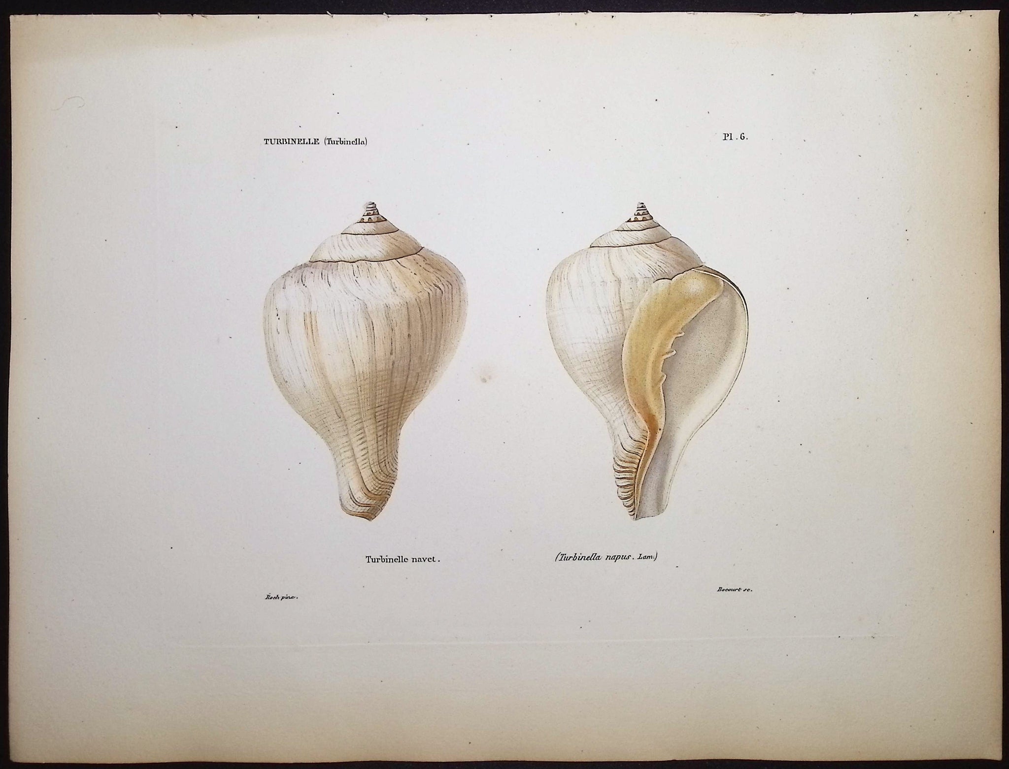 Shells