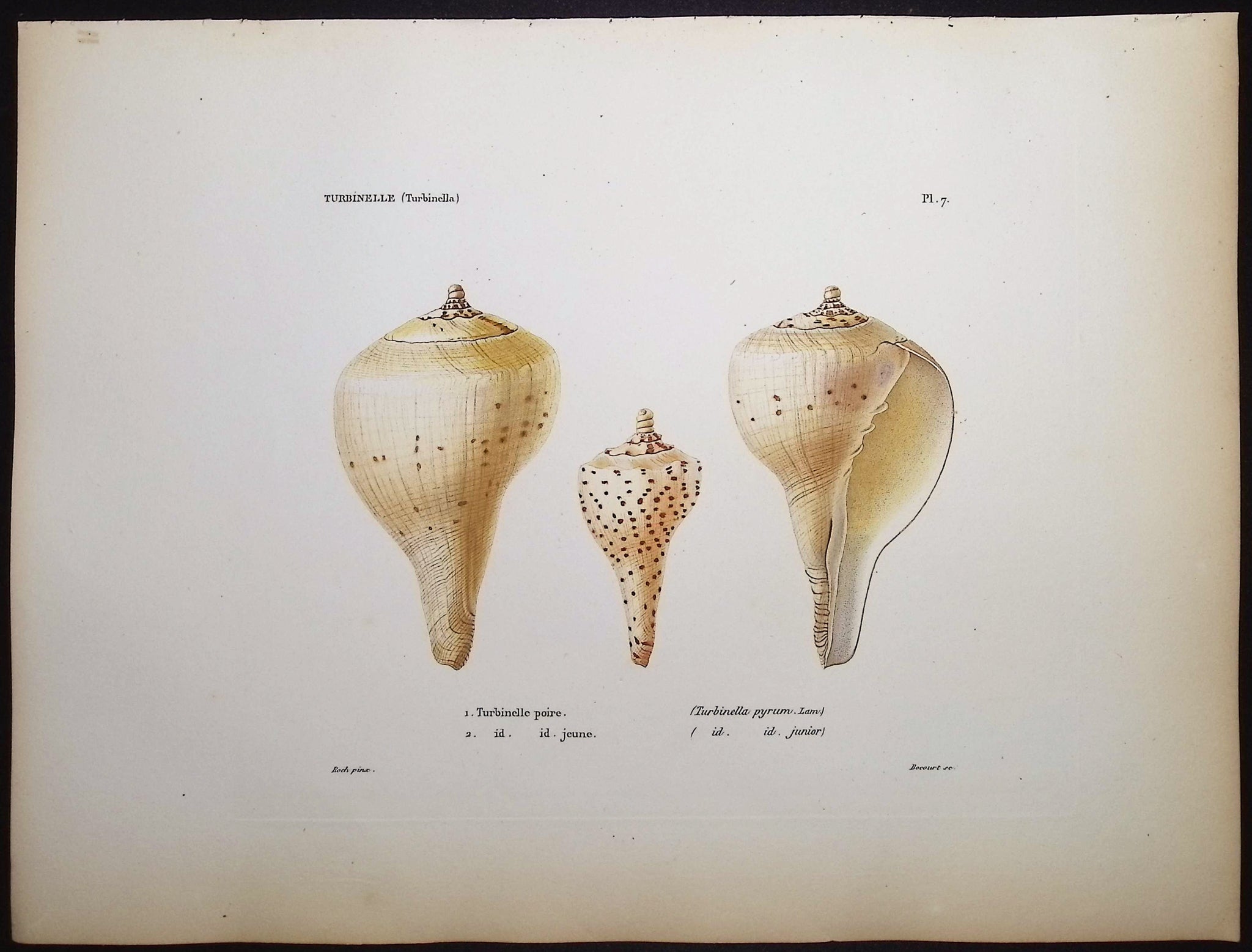 Shells