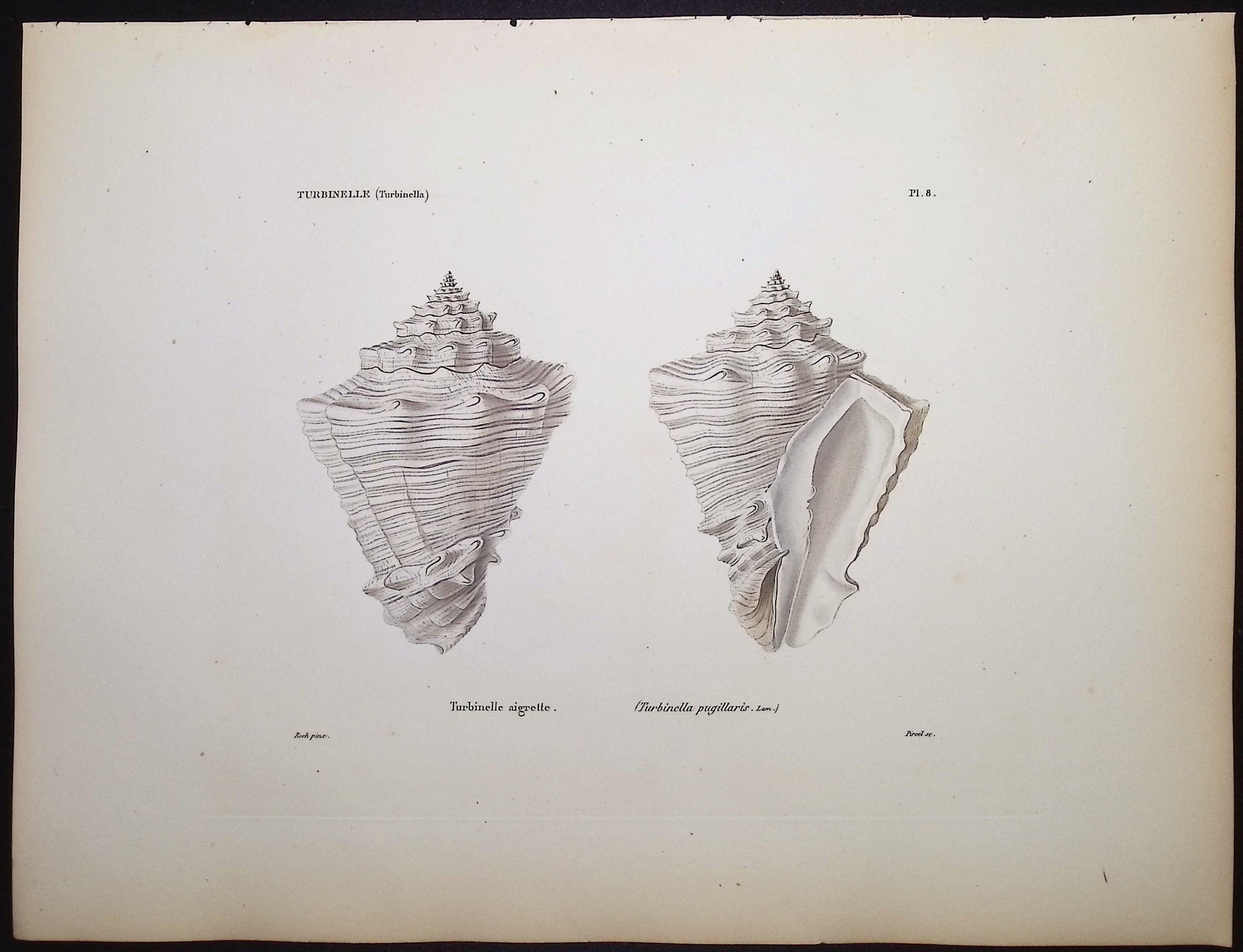 Shells
