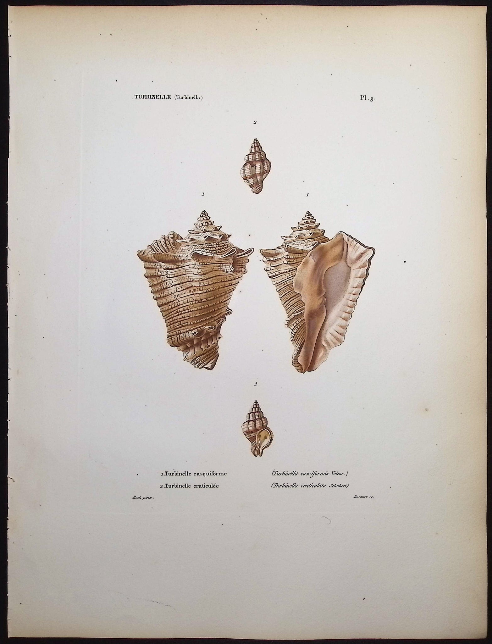 Shells