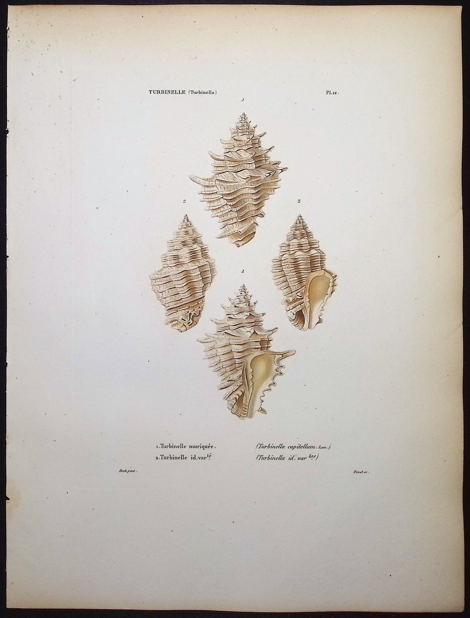 Shells