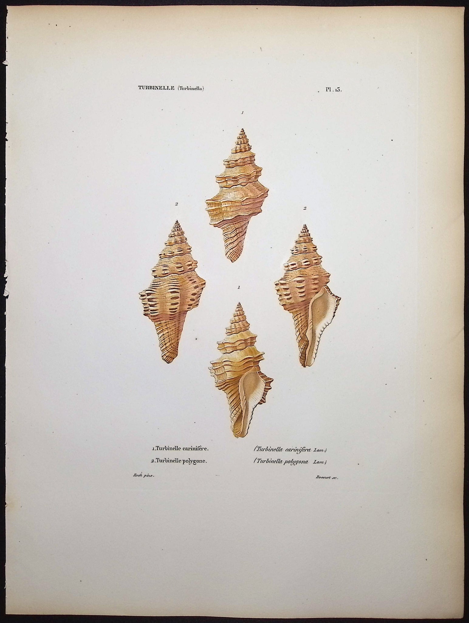 Shells