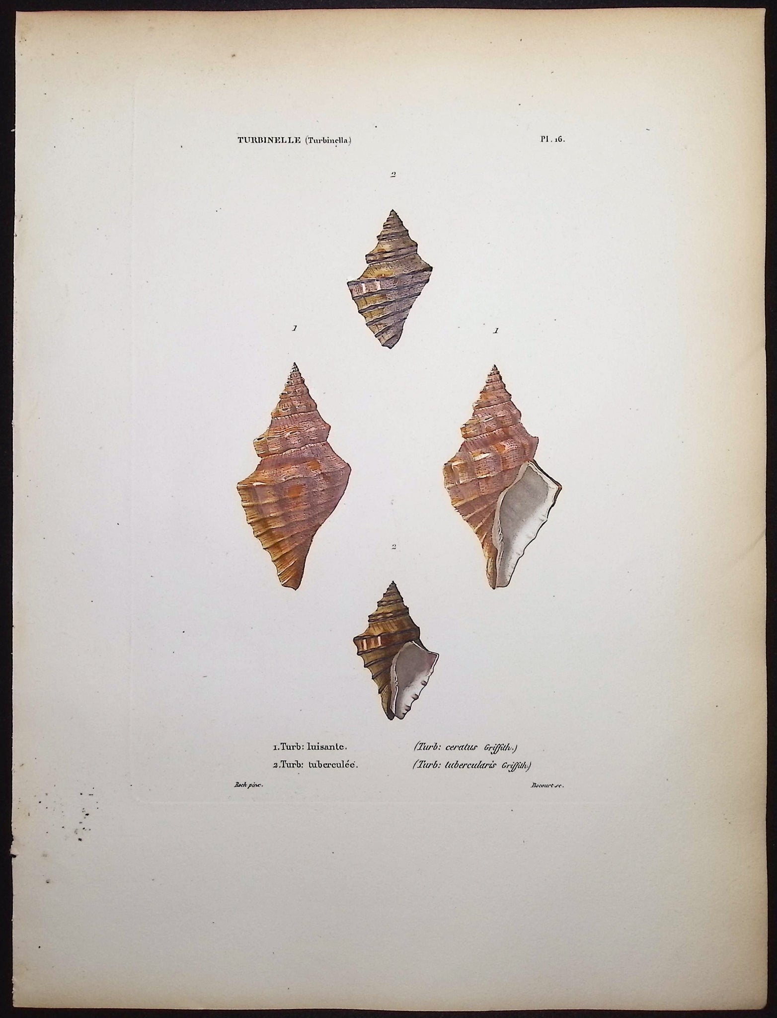 Shells