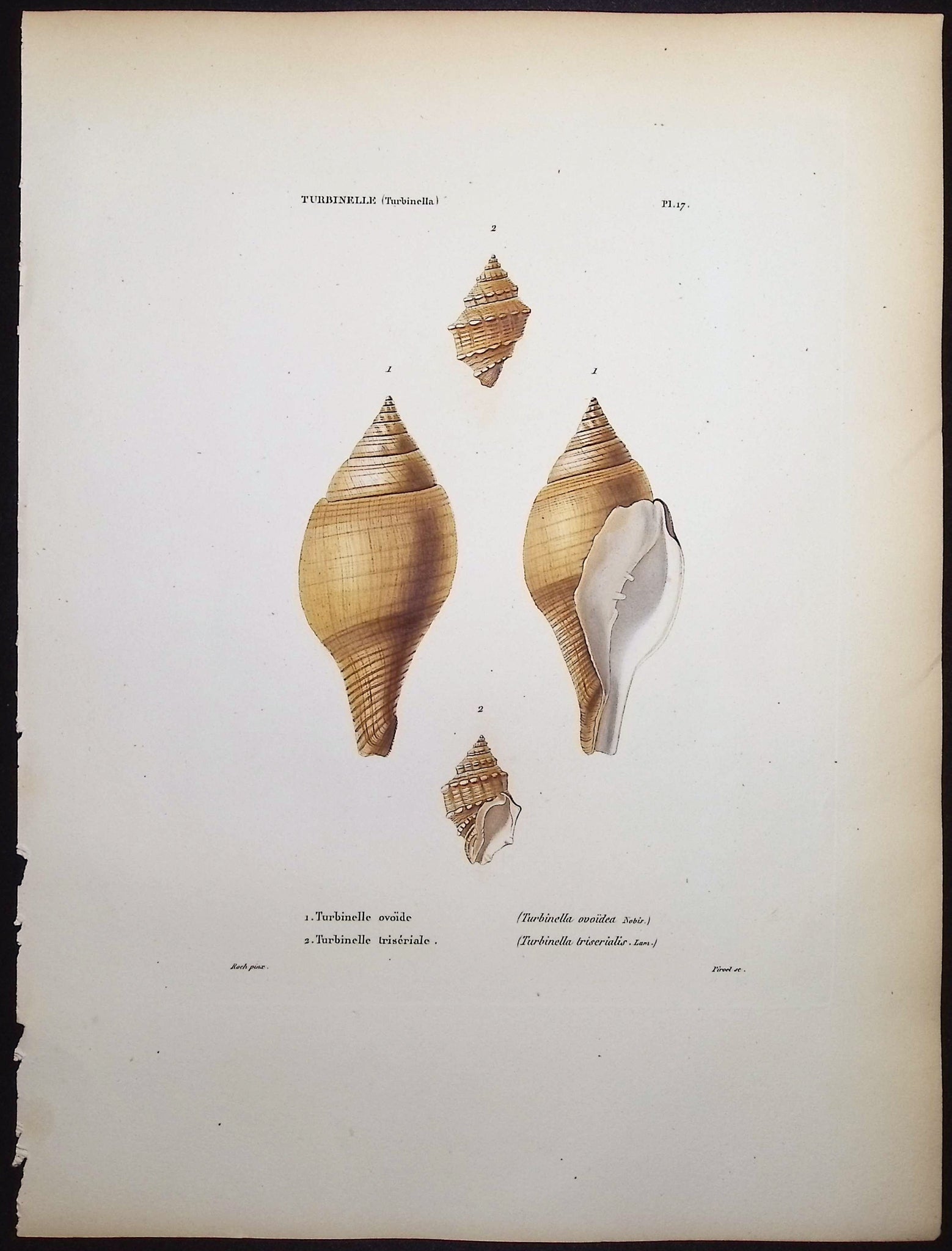 Shells