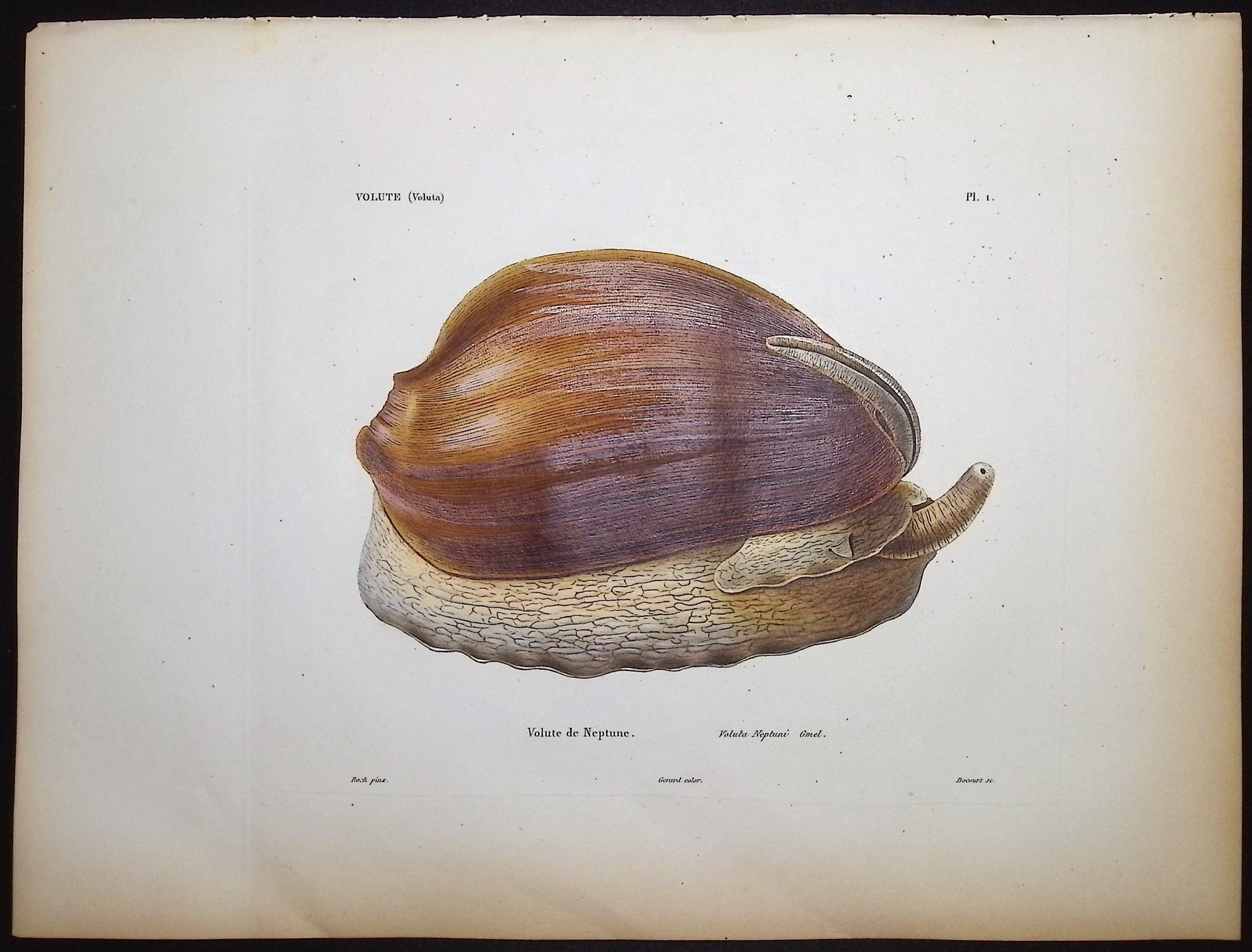 Shells