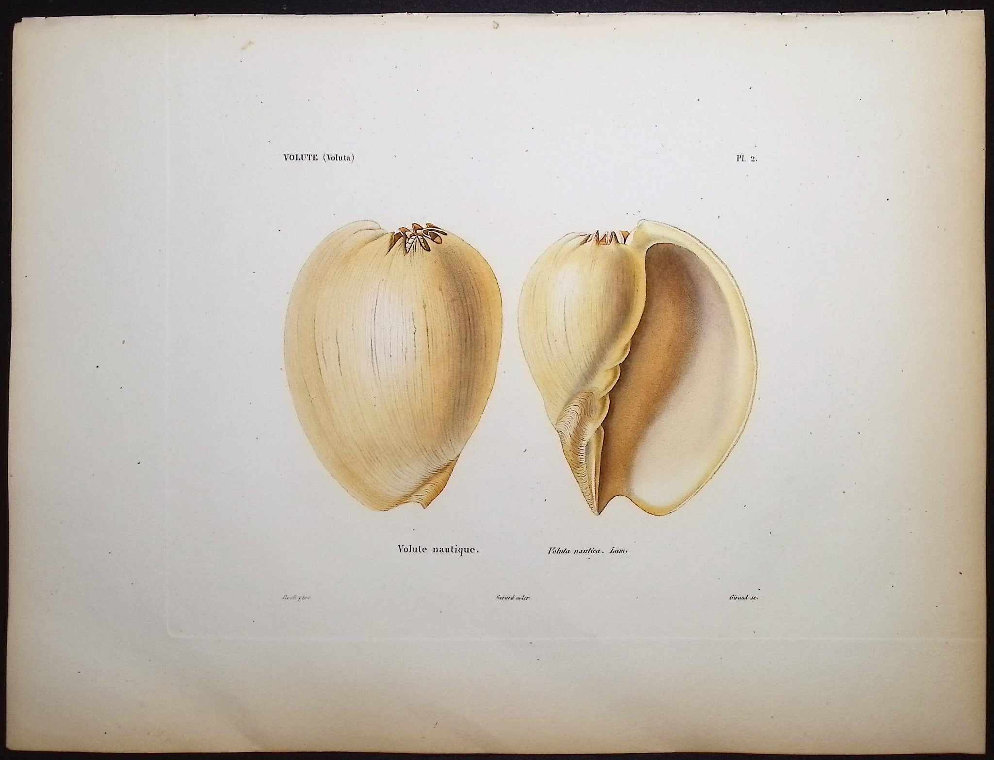 Shells