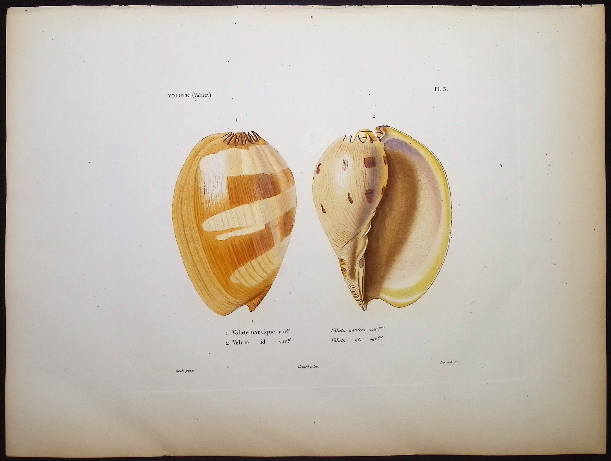 Shells