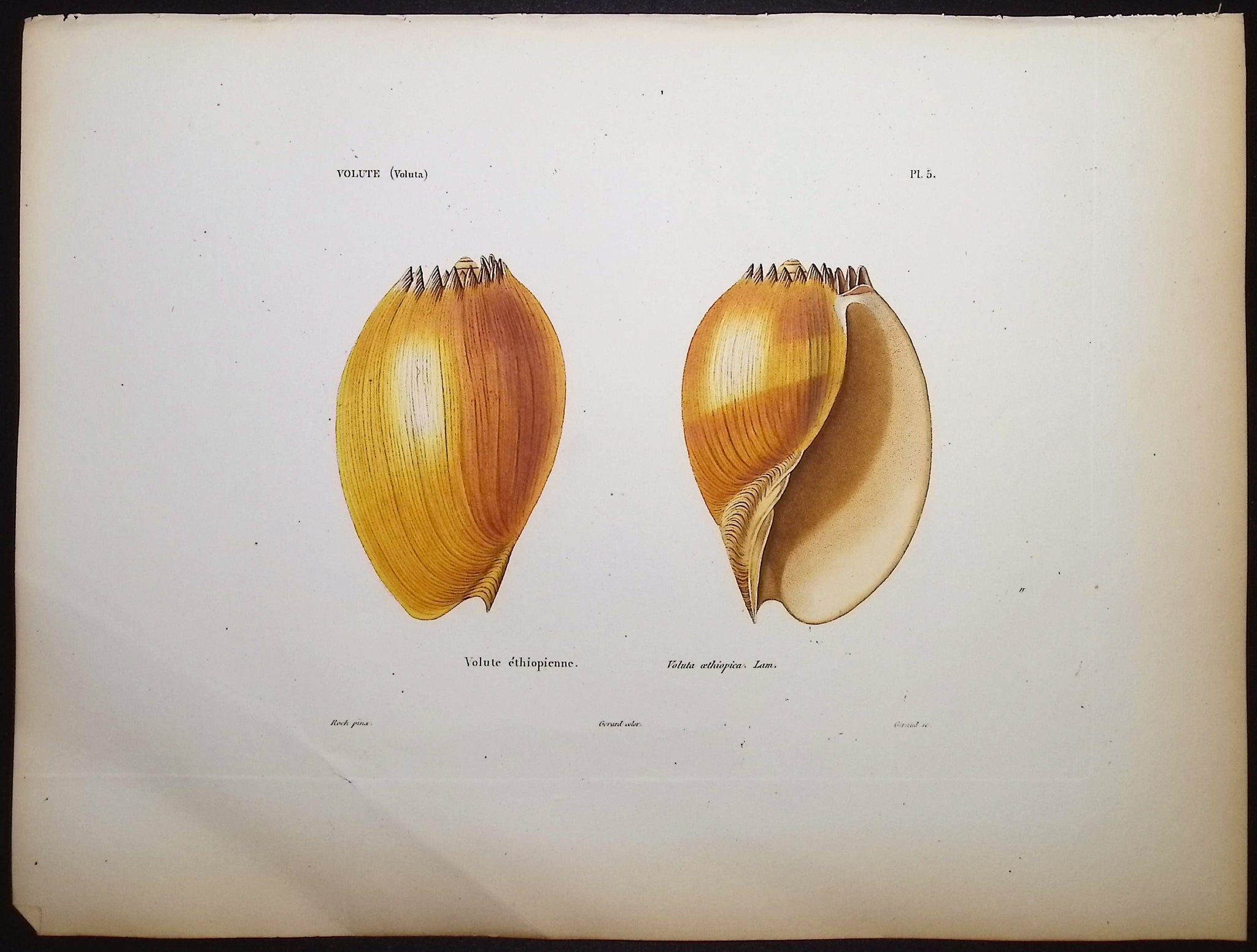 Shells