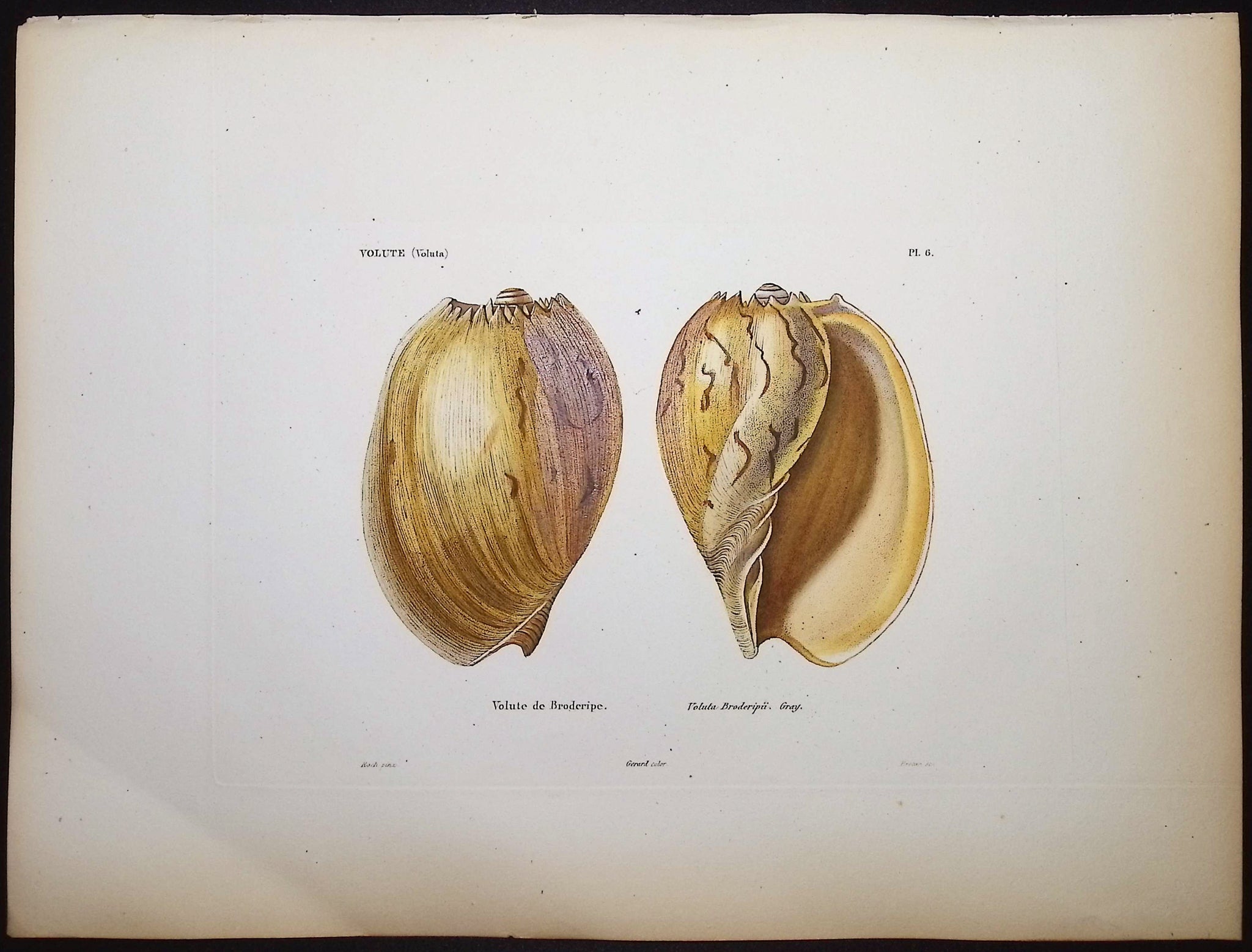 Shells