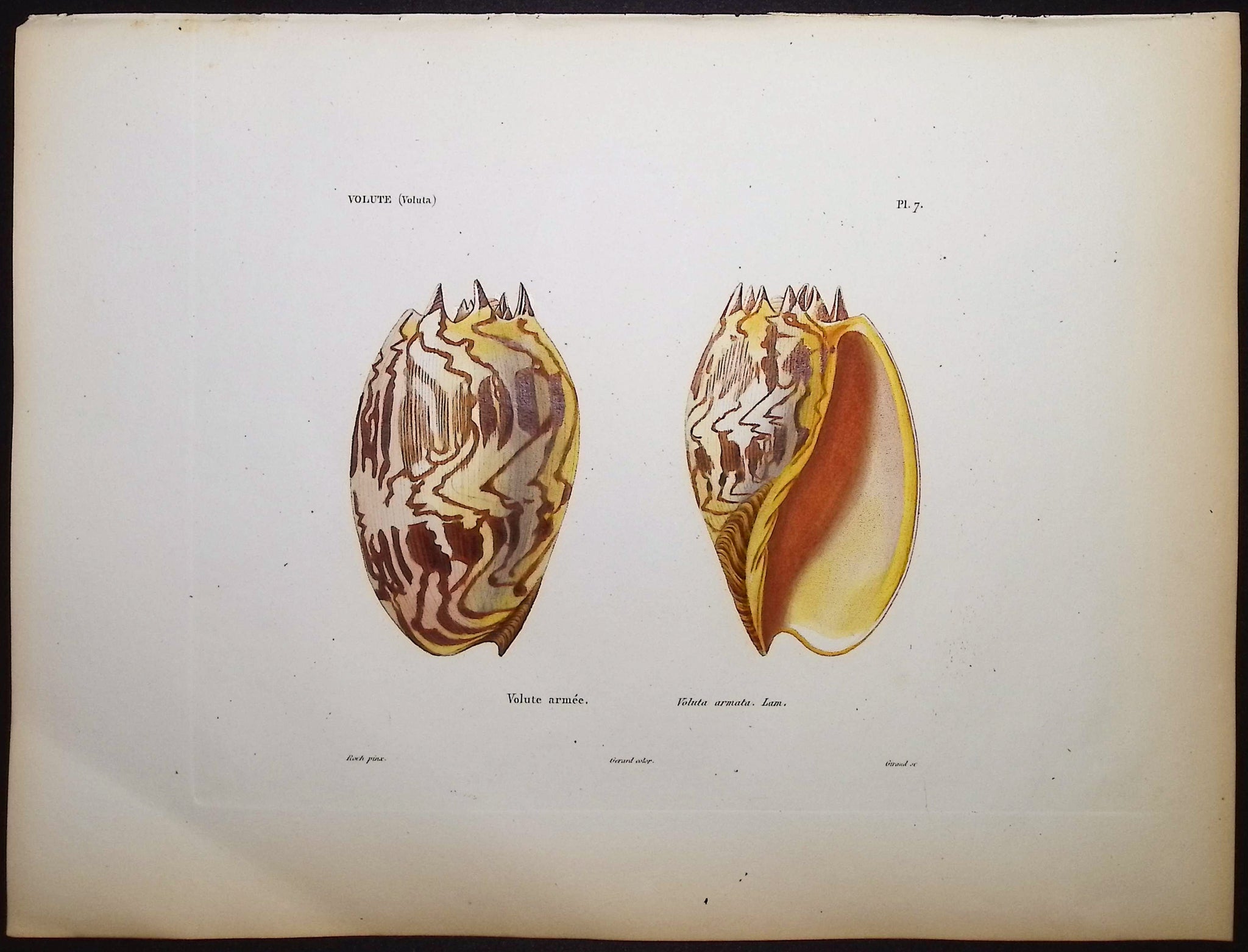 Shells