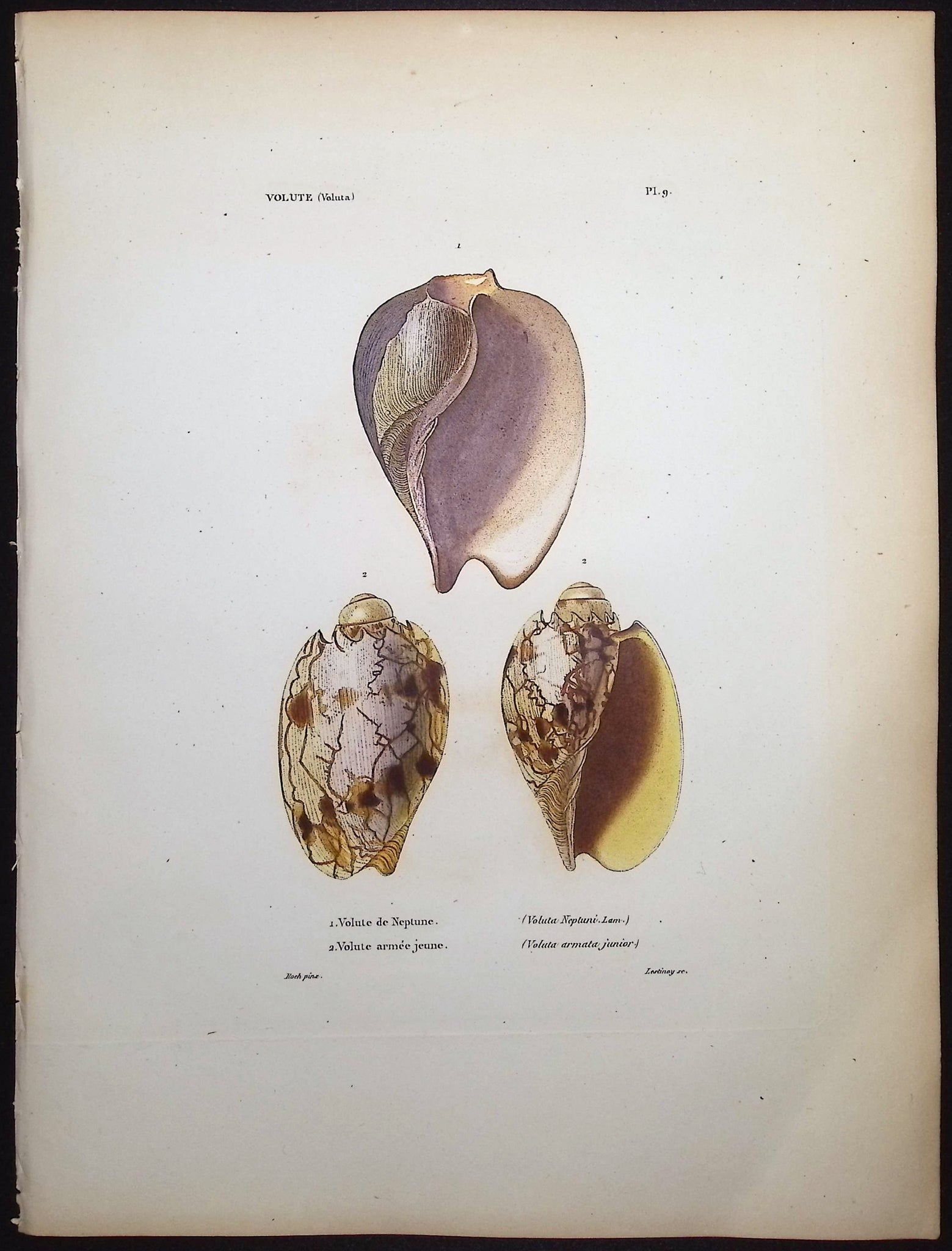 Shells