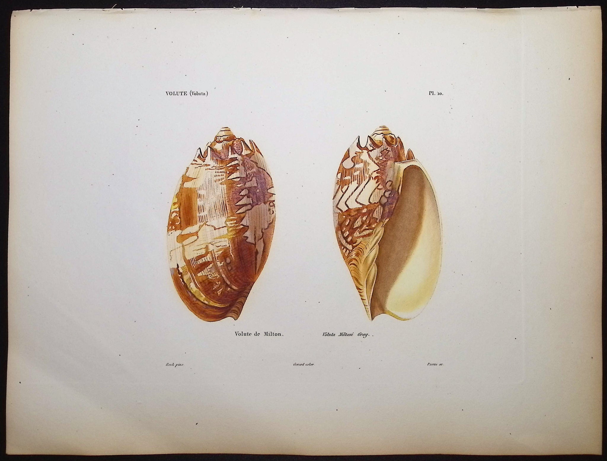 Shells