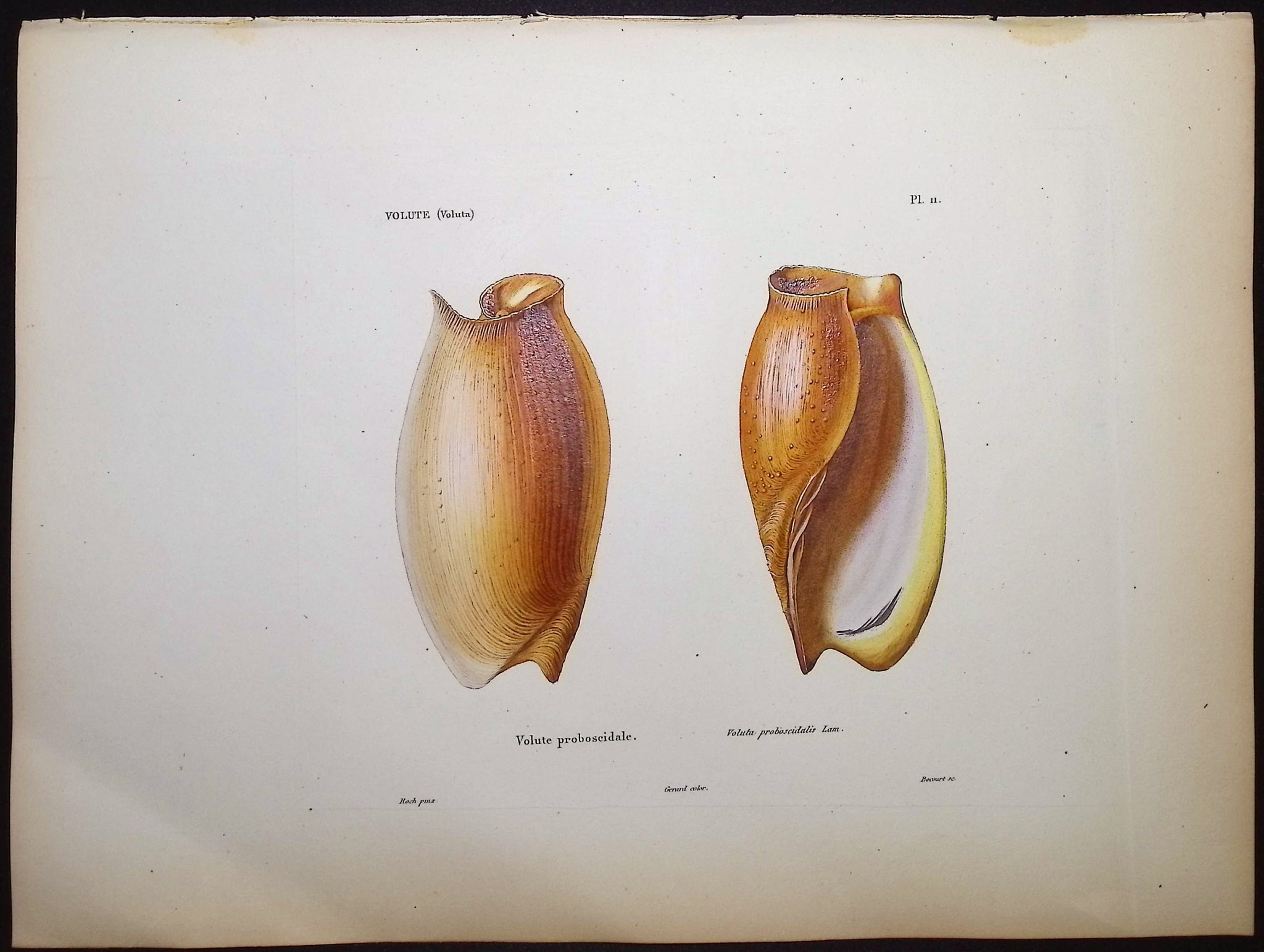 Shells