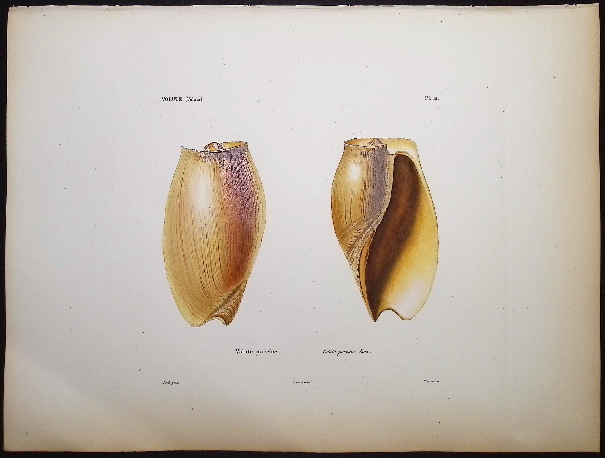 Shells
