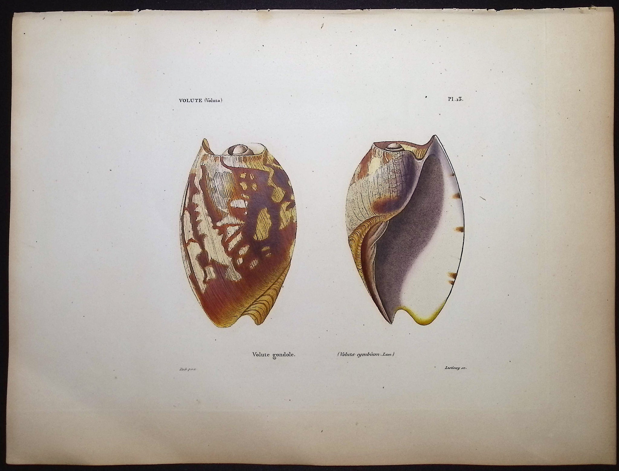 Shells
