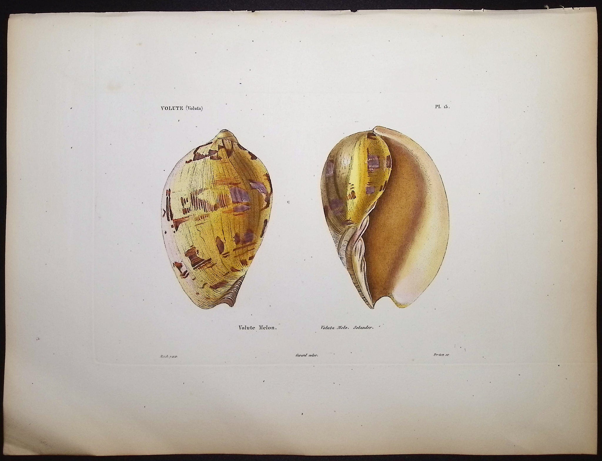 Shells