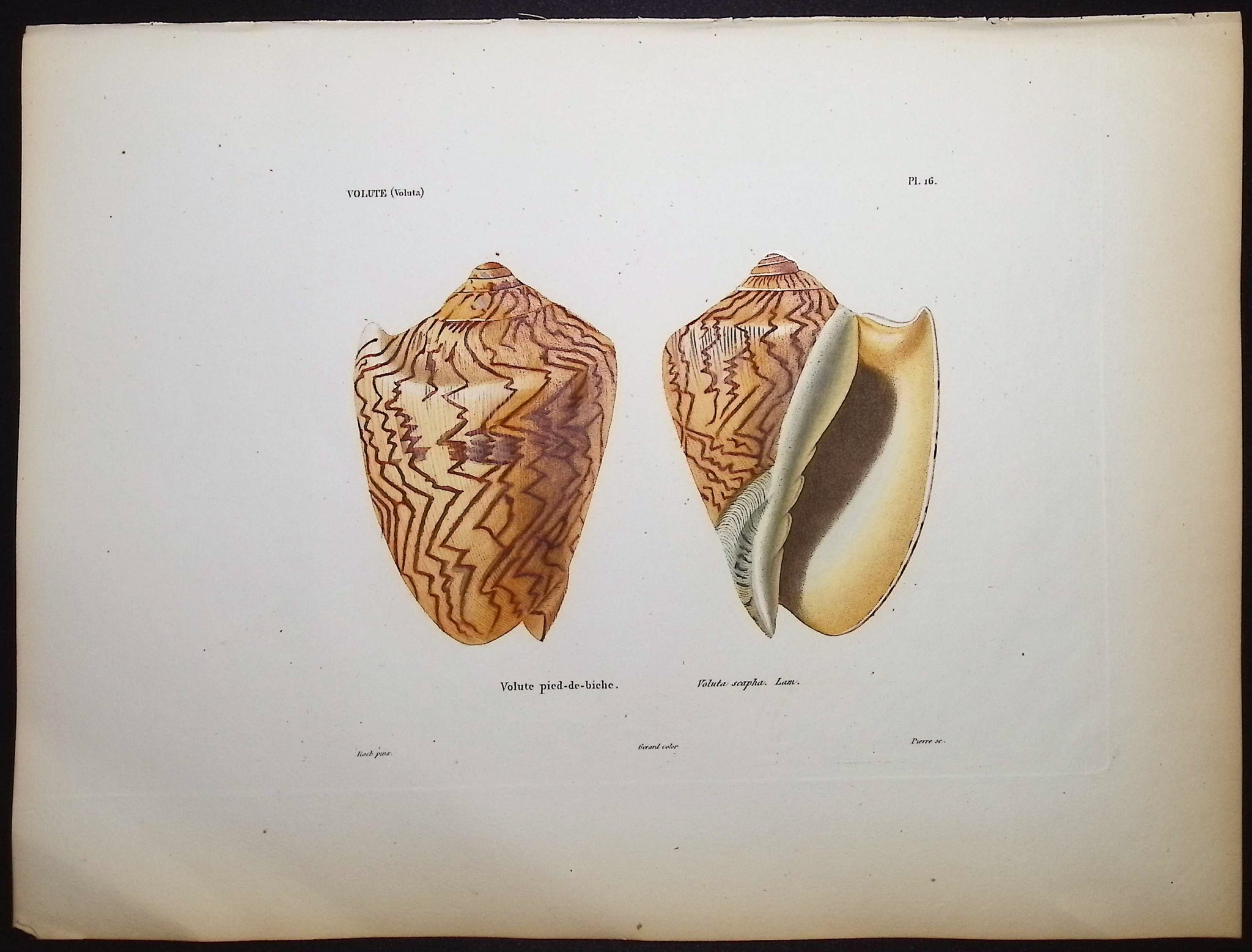 Shells