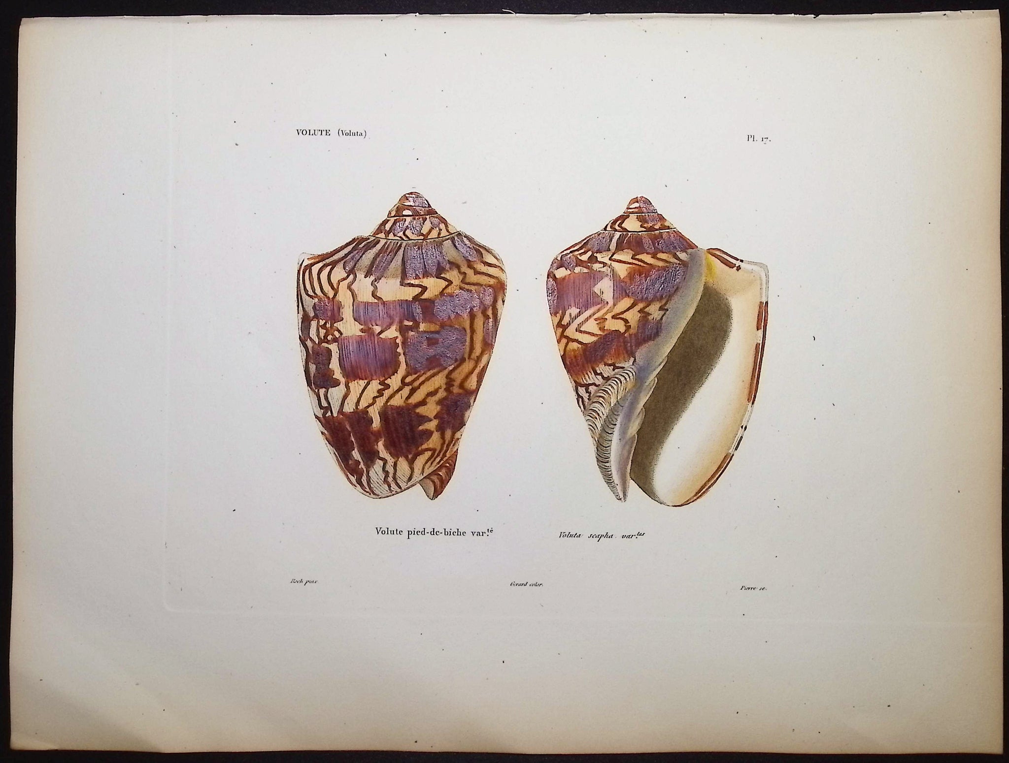 Shells