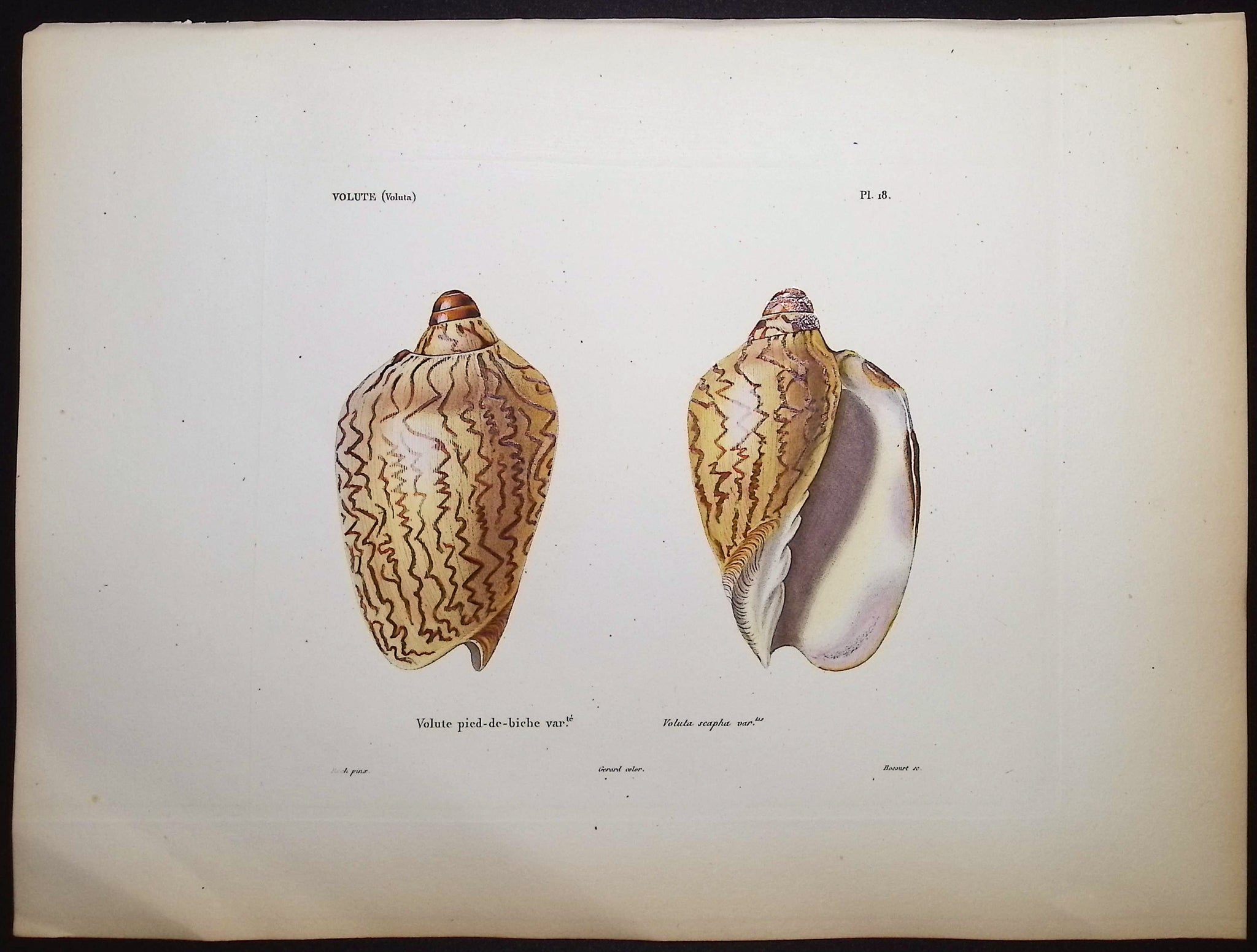 Shells